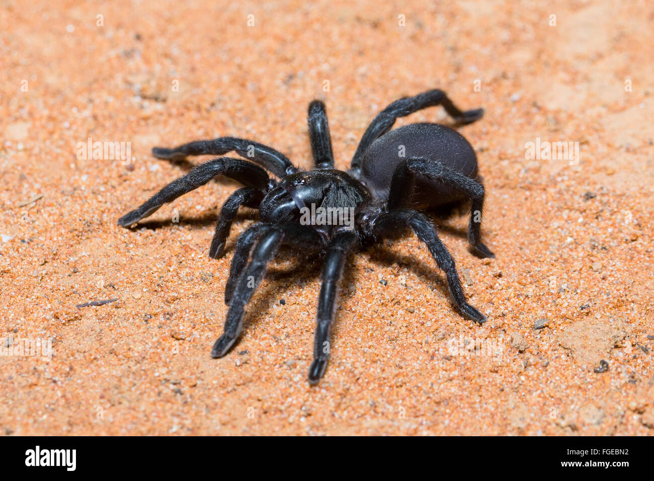 Pinsel-footed Trapdoor Spinne (Barychelidae SP.), Cunnamulla, Queensland, Australien Stockfoto