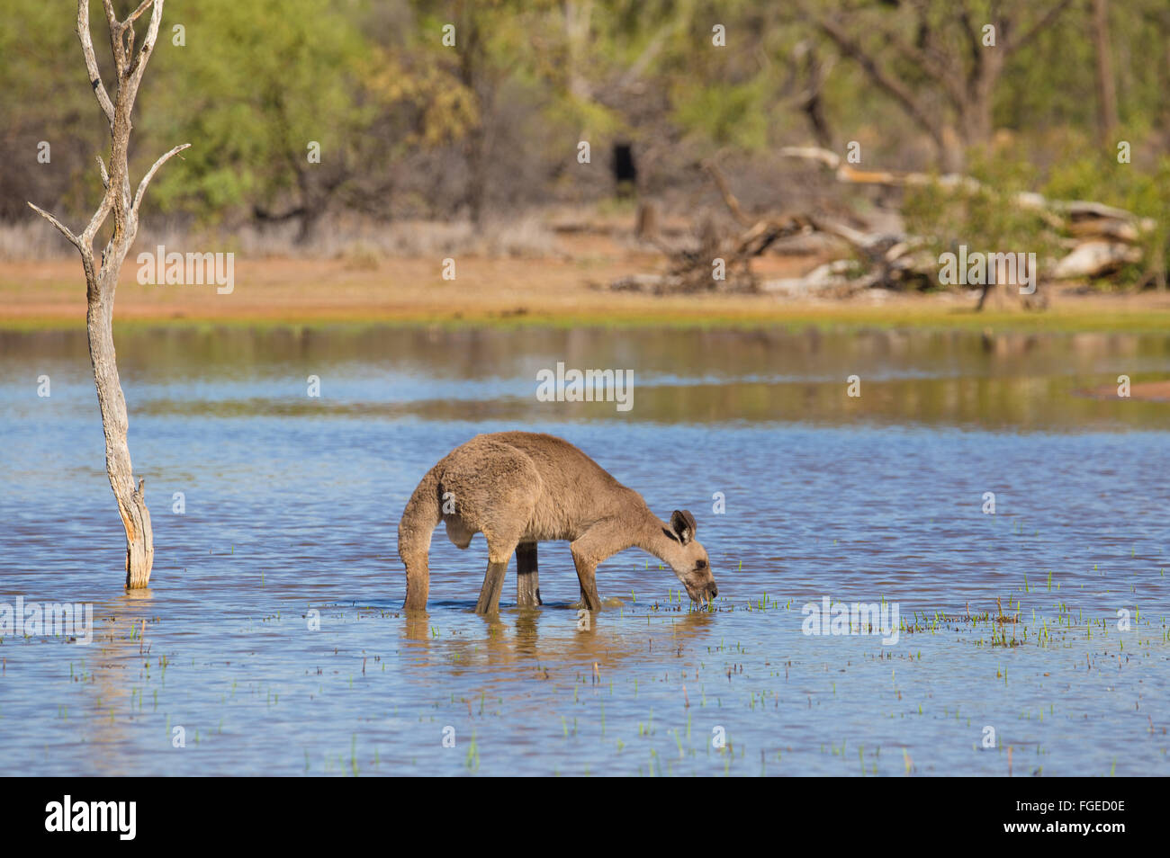 Große männliche Eastern Grey Kangaroo (Macropus giganteus) trinken aus einem kleinen See im Outback von Queensland, Australien Stockfoto
