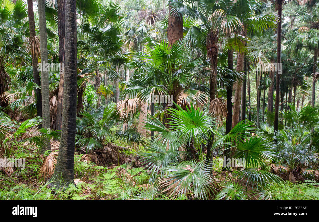 Kohl-Baum Palmen, (Livistona Australis) in nassen Eukalyptus Wald, Royal National Park, NSW, Australien Stockfoto