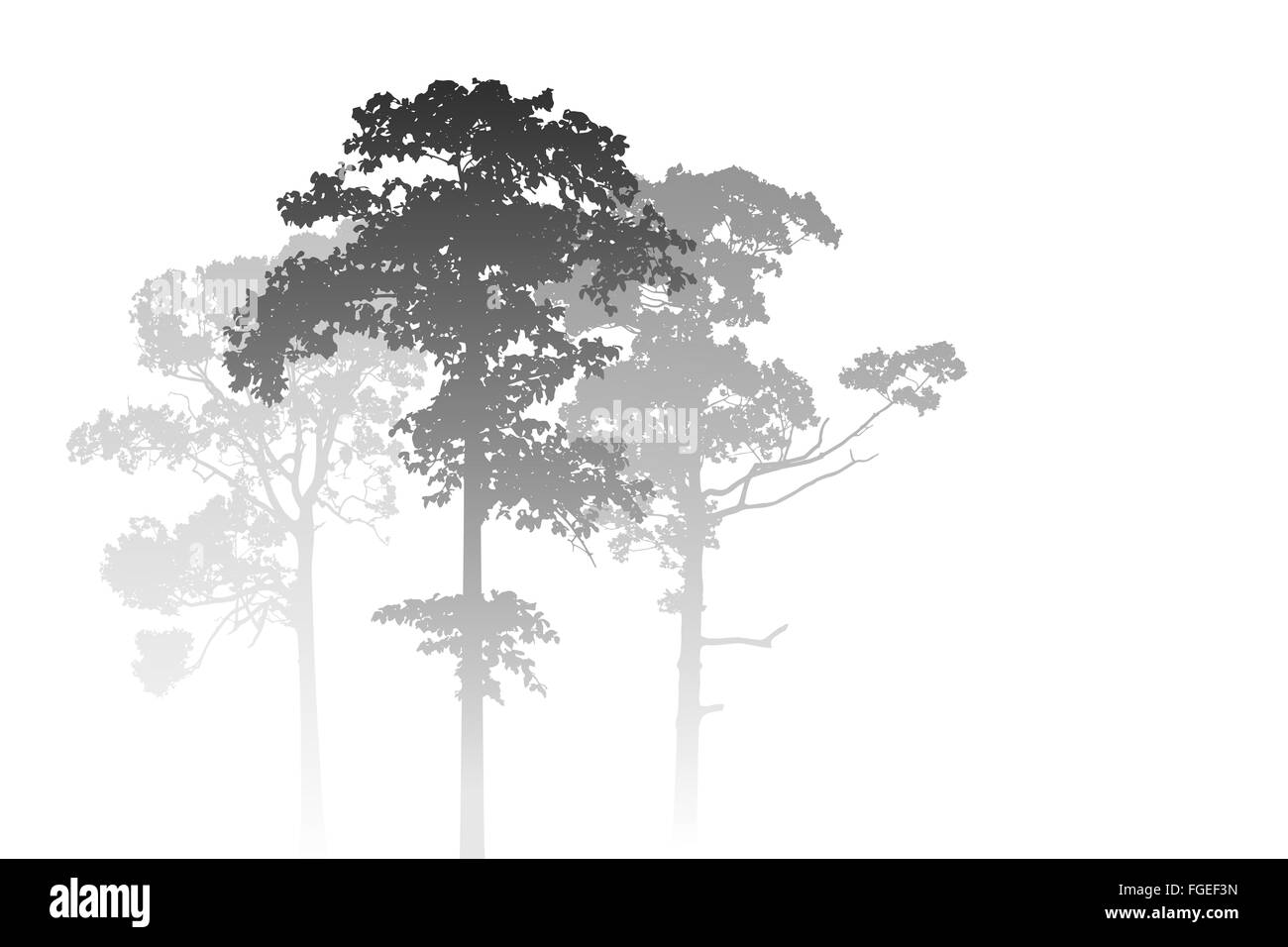 Eine weiße Misty Forest Landschaft mit Bäumen Stockfoto