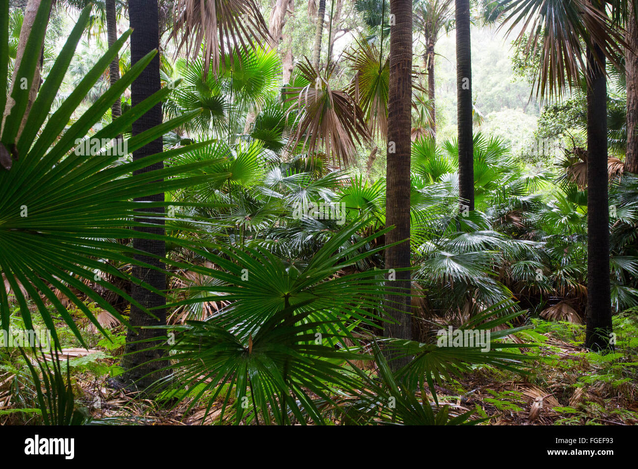 Kohl-Baum Palmen, (Livistona Australis) in nassen Eukalyptus Wald, Royal National Park, NSW, Australien Stockfoto