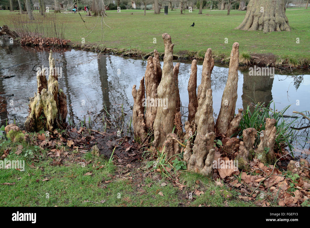 Ungewöhnliche schauende Sumpf Zypresse Baumwurzeln (Taxodium Distichum) in Woodland Gärten, Bushy Park, London, Großbritannien. Stockfoto