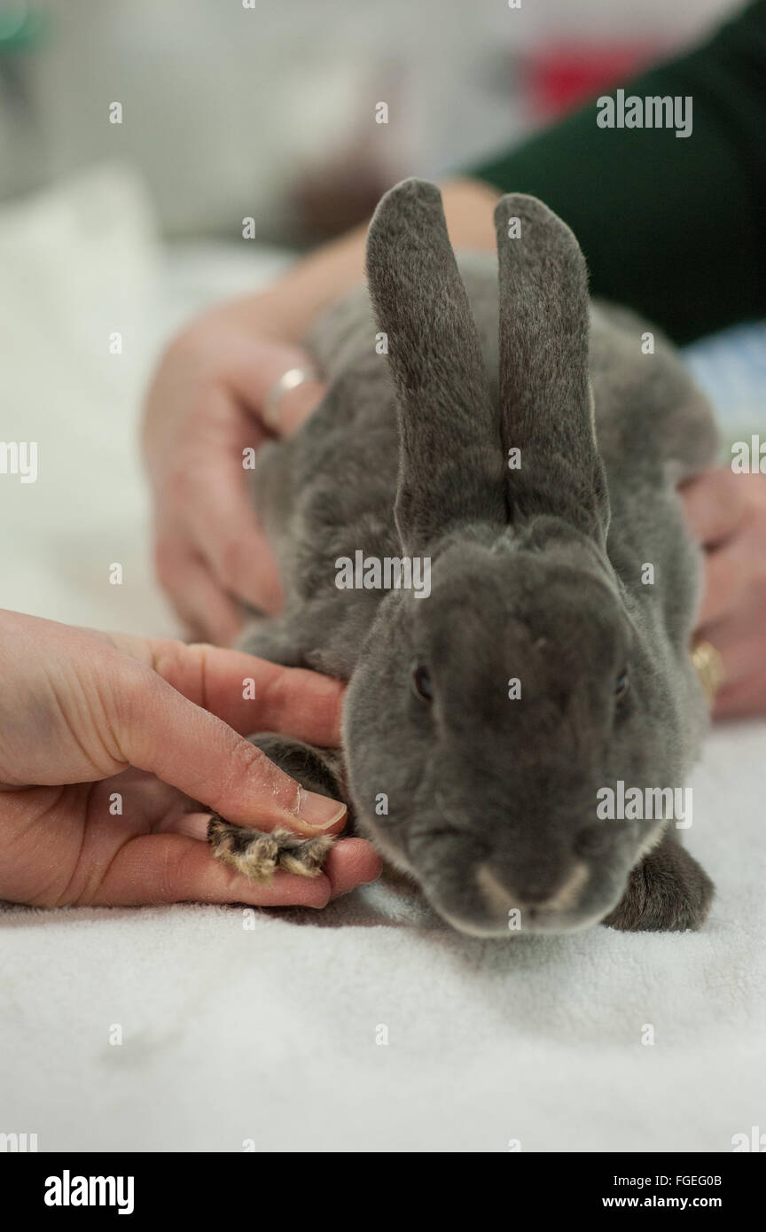 Kaninchen-tierärztliche Gesundheits-Check der Nägel und Füße Stockfoto