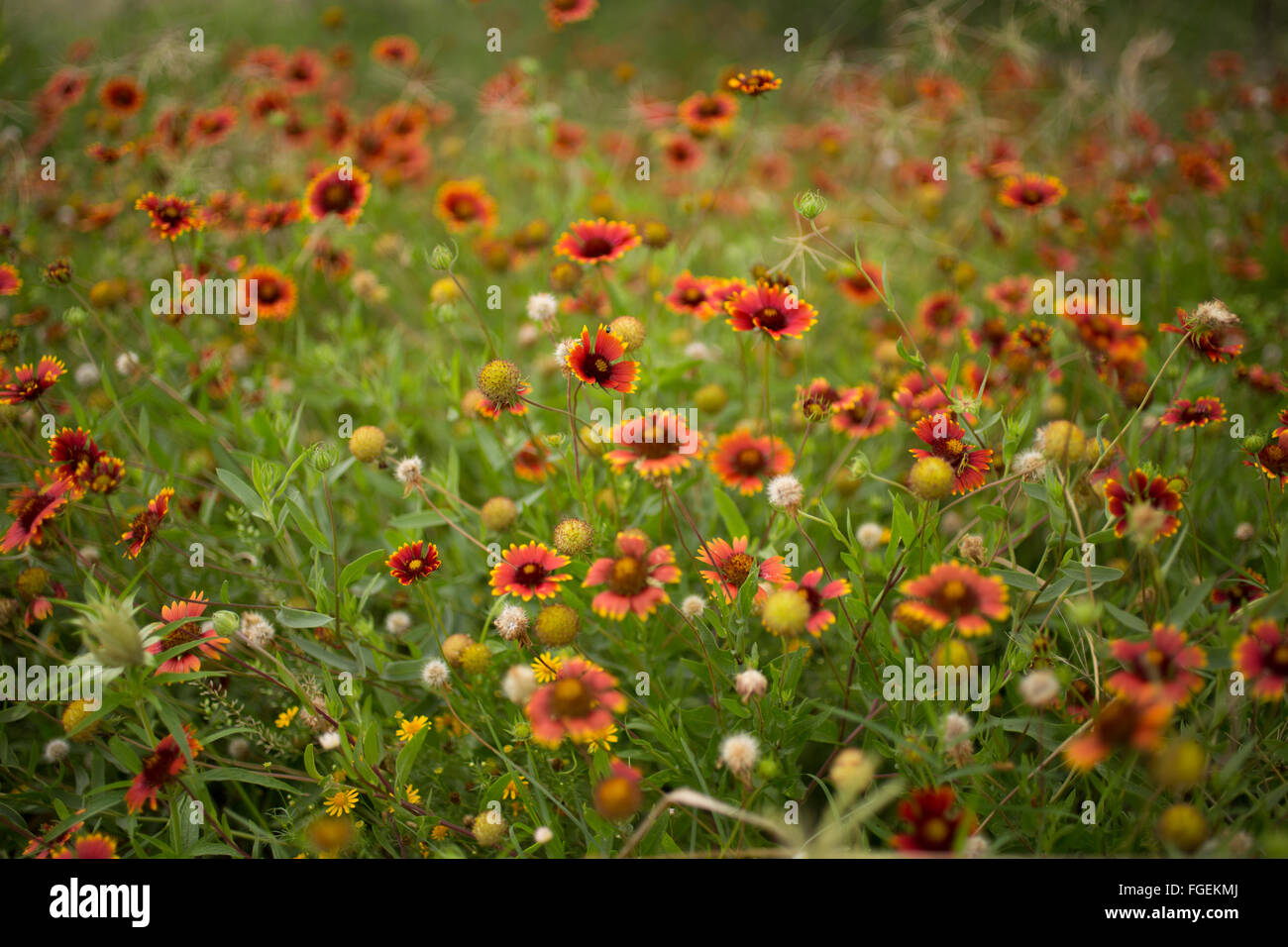 Bereich der indischen decken Wildblumen Stockfoto