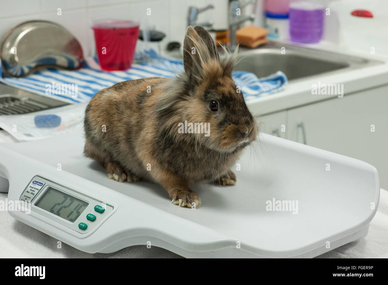 Kaninchen Pflege - Kaninchen auf Waage wiegen Stockfoto