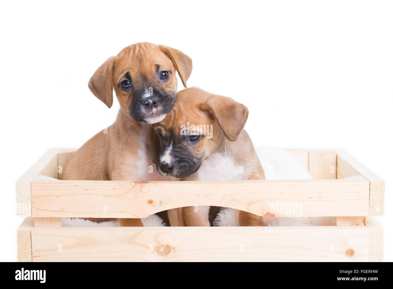 Boxer-Labrador Retriever-Welpen-Hunde auf weißem Hintergrund Stockfoto