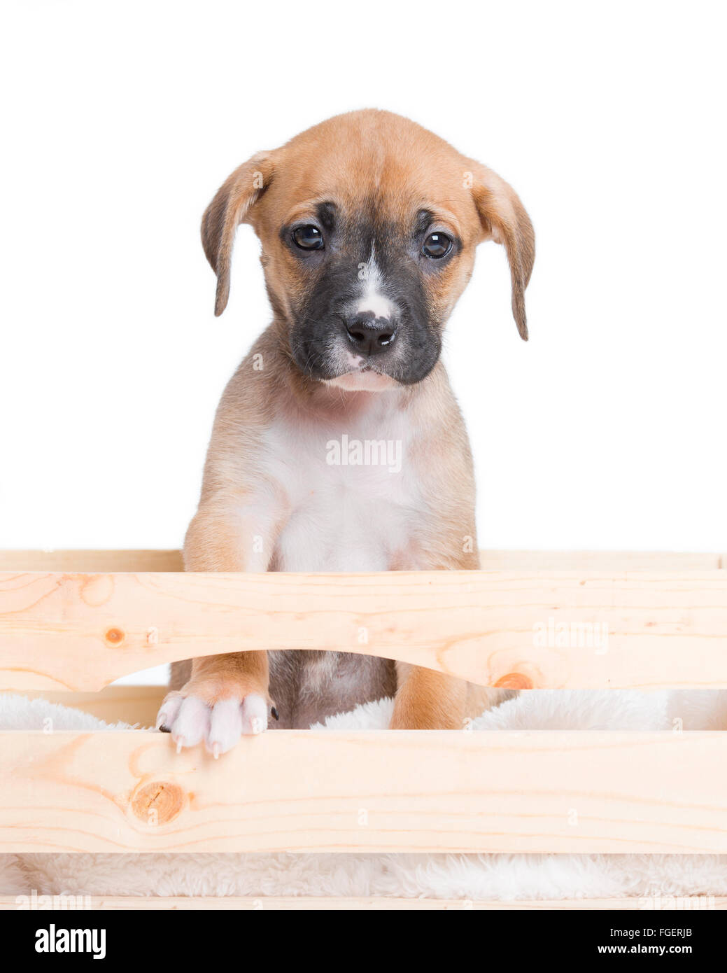 Hündchen in Holzkiste Kiste mit weißem Hintergrund Stockfoto