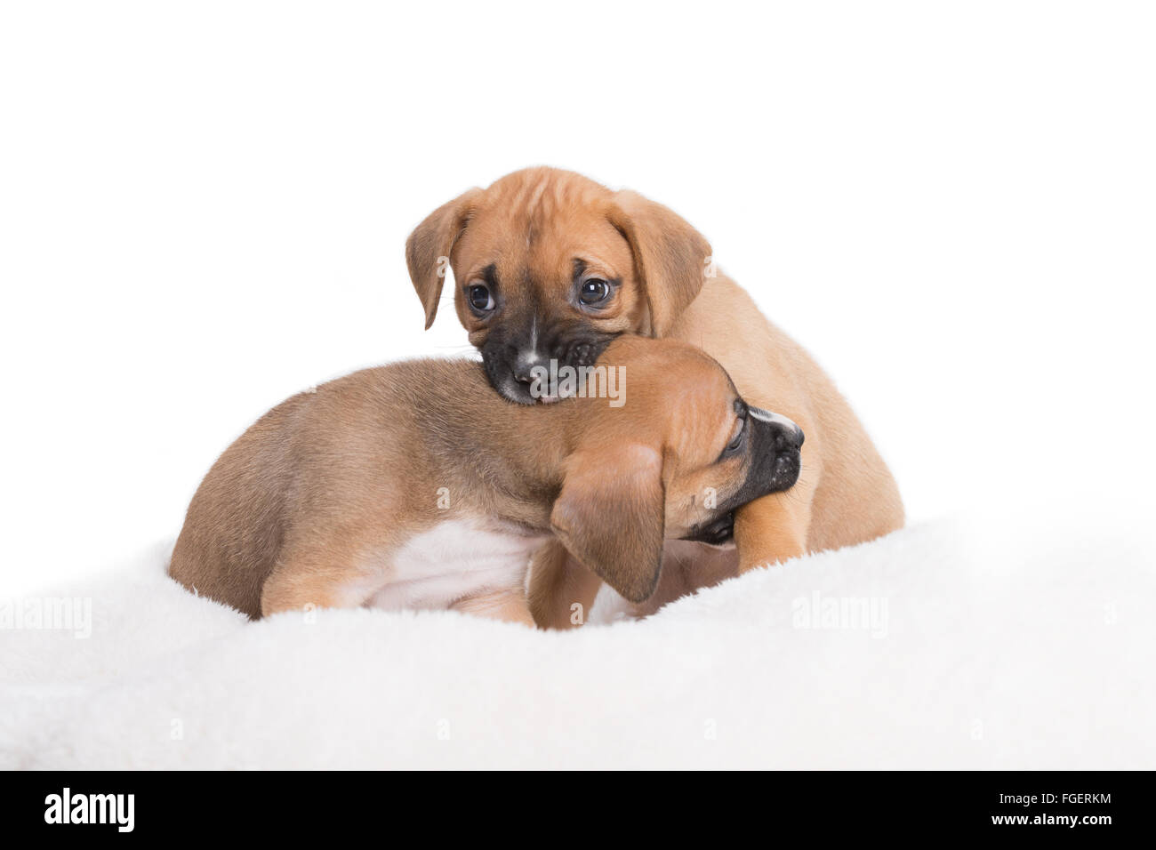 Boxer Labrador Retriever verspielten Welpen Hunde auf weißem Hintergrund Stockfoto
