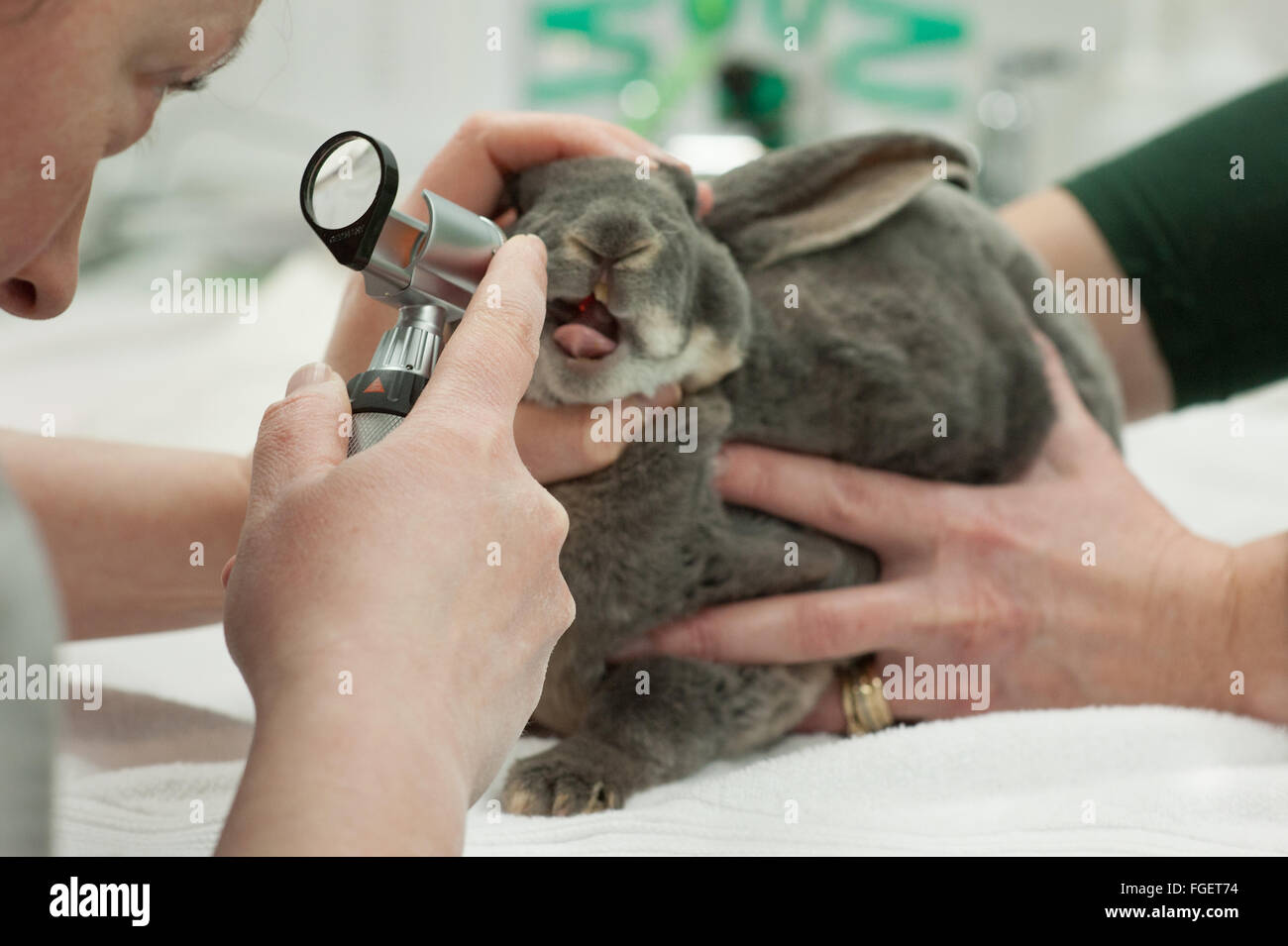 Kaninchen-veterinary dental Gesundheits-Check mit auroscope Stockfoto