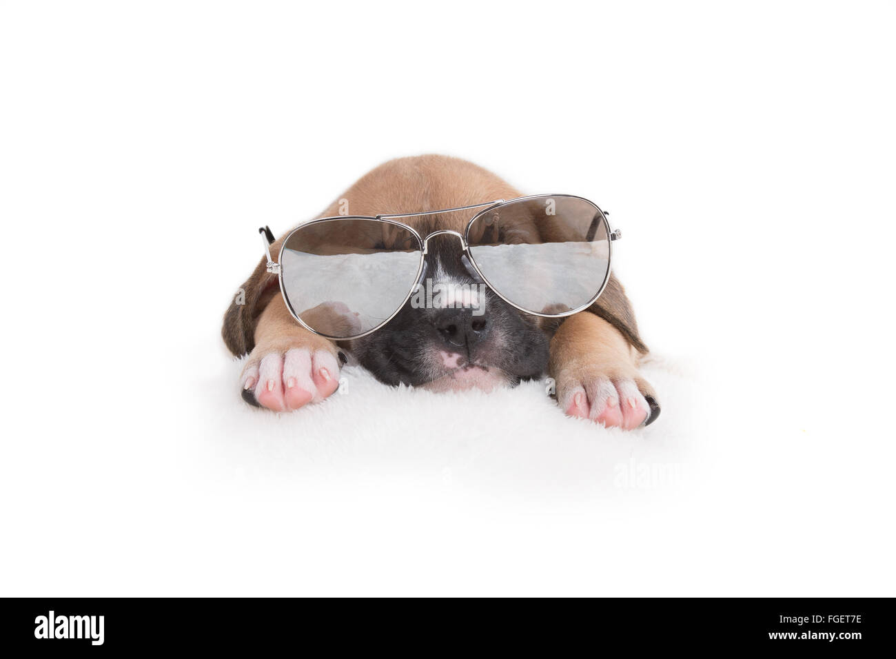 Boxer Labrador Retriever Welpe Hund mit Sonnenbrille auf weißem Hintergrund Stockfoto