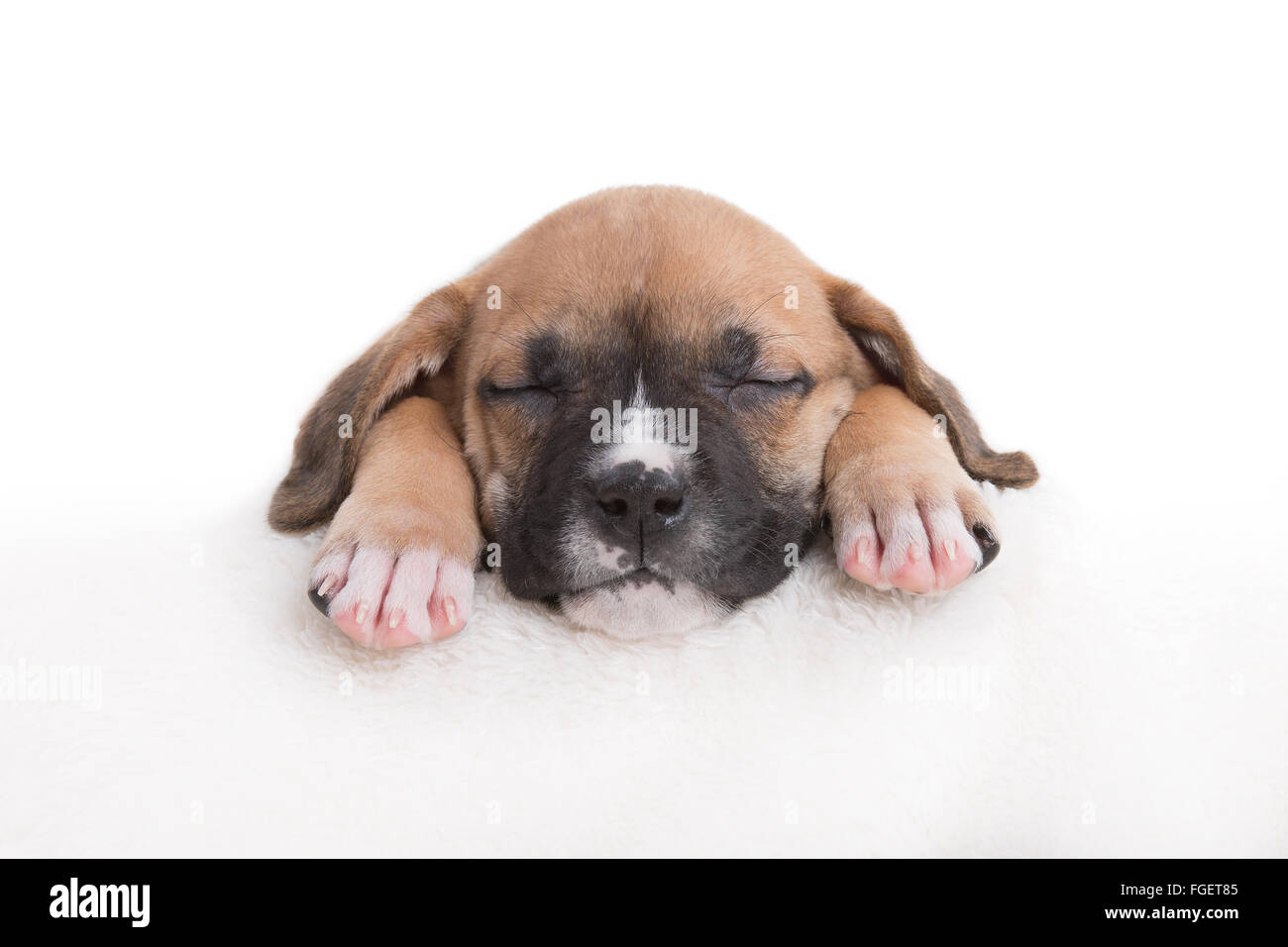 Boxer-Labrador-Retriever-Welpe schlafend auf weißem Hintergrund Stockfoto