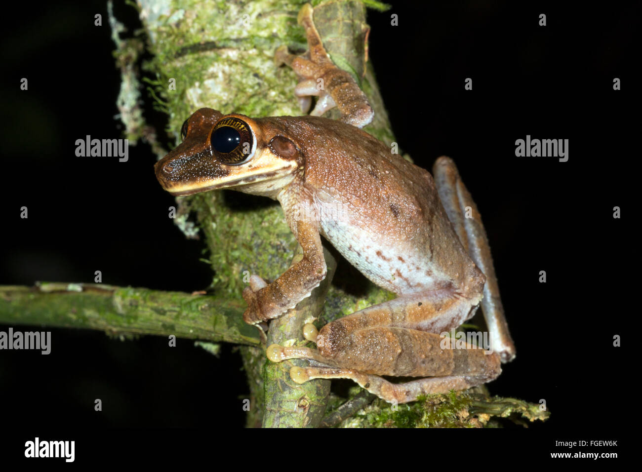 Plattköpfig Bromelie Treefrog (Osteocephalus Planiceps) auf einem Regenwald Ast, Pasta Provinz, Ecuador Stockfoto