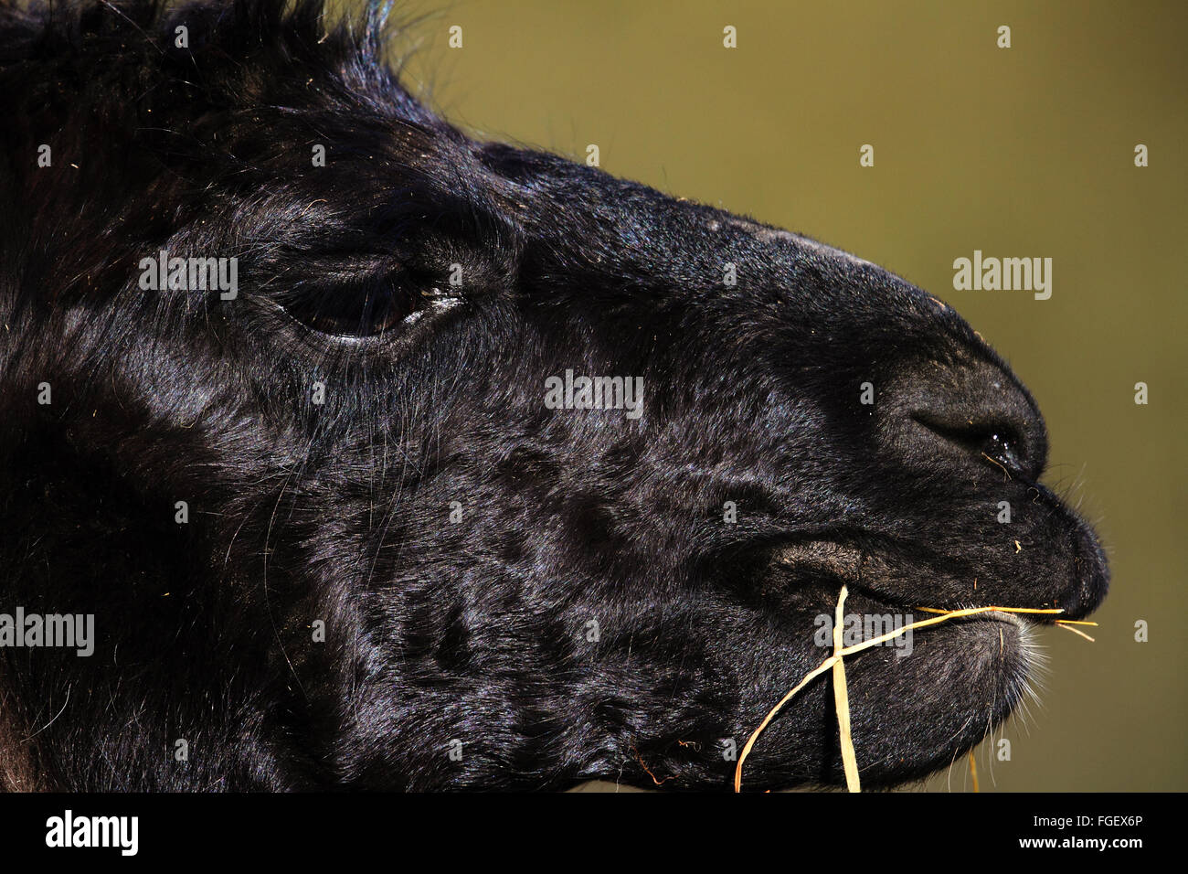 Lama (Lama Glama) deaktiviert Vogelbeobachter, Behinderte Fotograf, Behinderung, Behinderte, Männlich, Mensch, Natur, Bob Bushell, Stockfoto