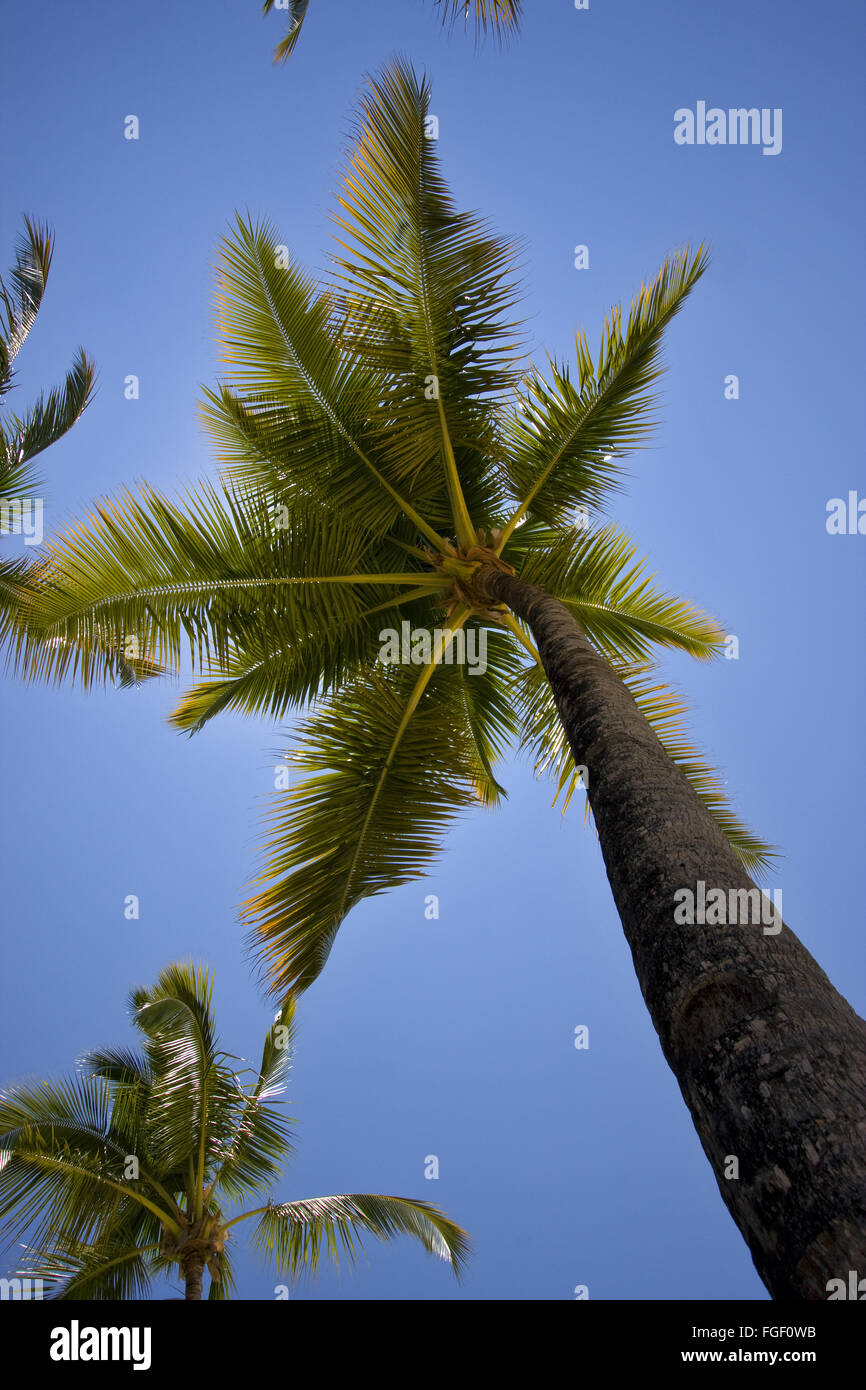 Madagaskar-Afrika vorderen Palm-highlights Stockfoto