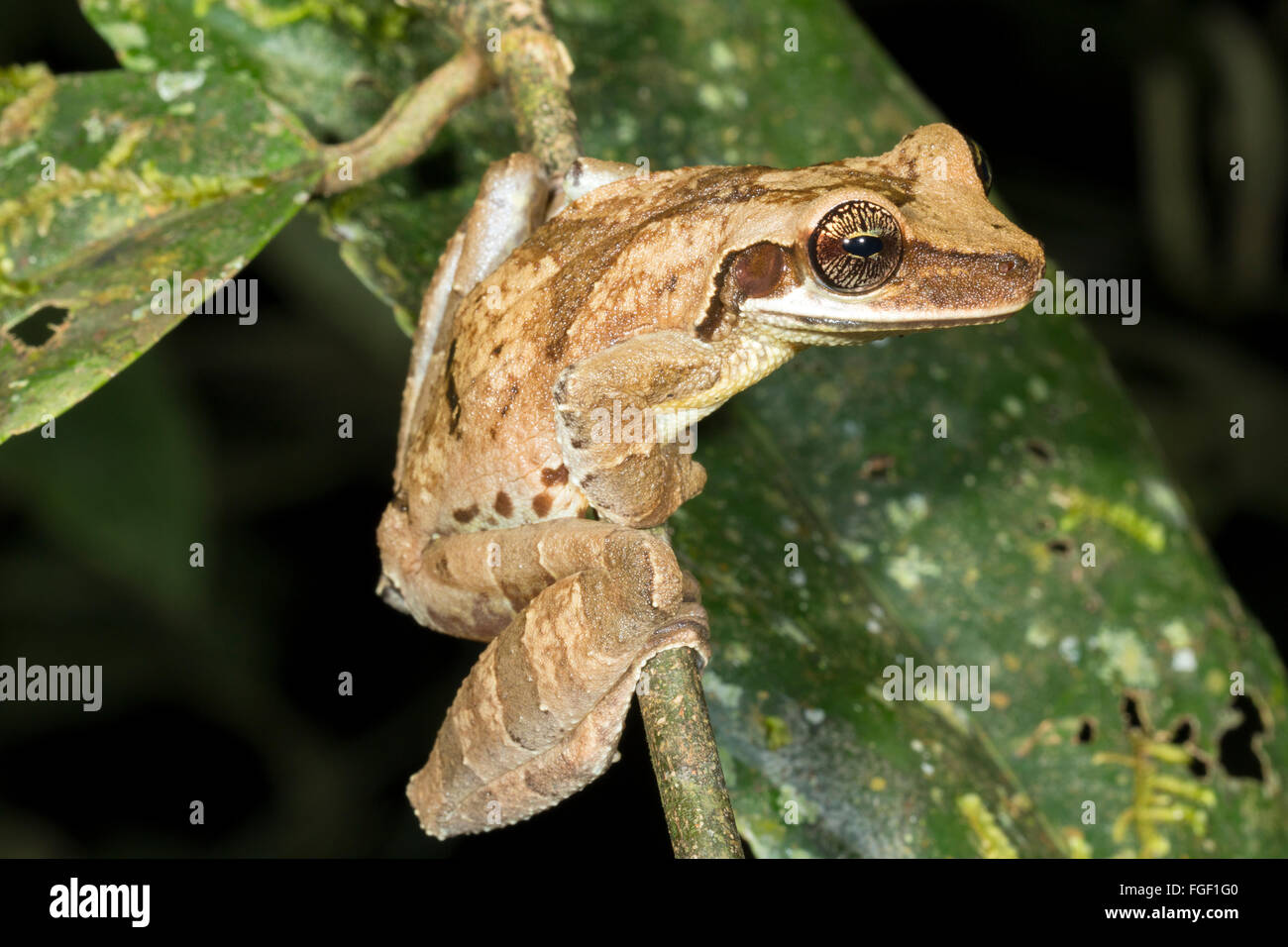 Breite Spitze Treefrog (Osteocephalus Planiceps) auf einem Ast in der Provinz Pastaza, ecuadorianischen Amazonas Stockfoto