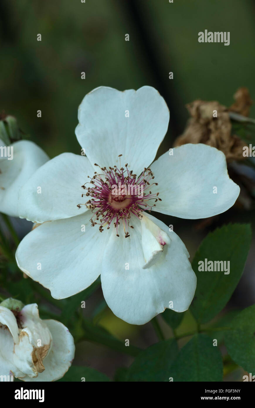 Rosa JACQUELINE DU PRE, rose, Stockfoto