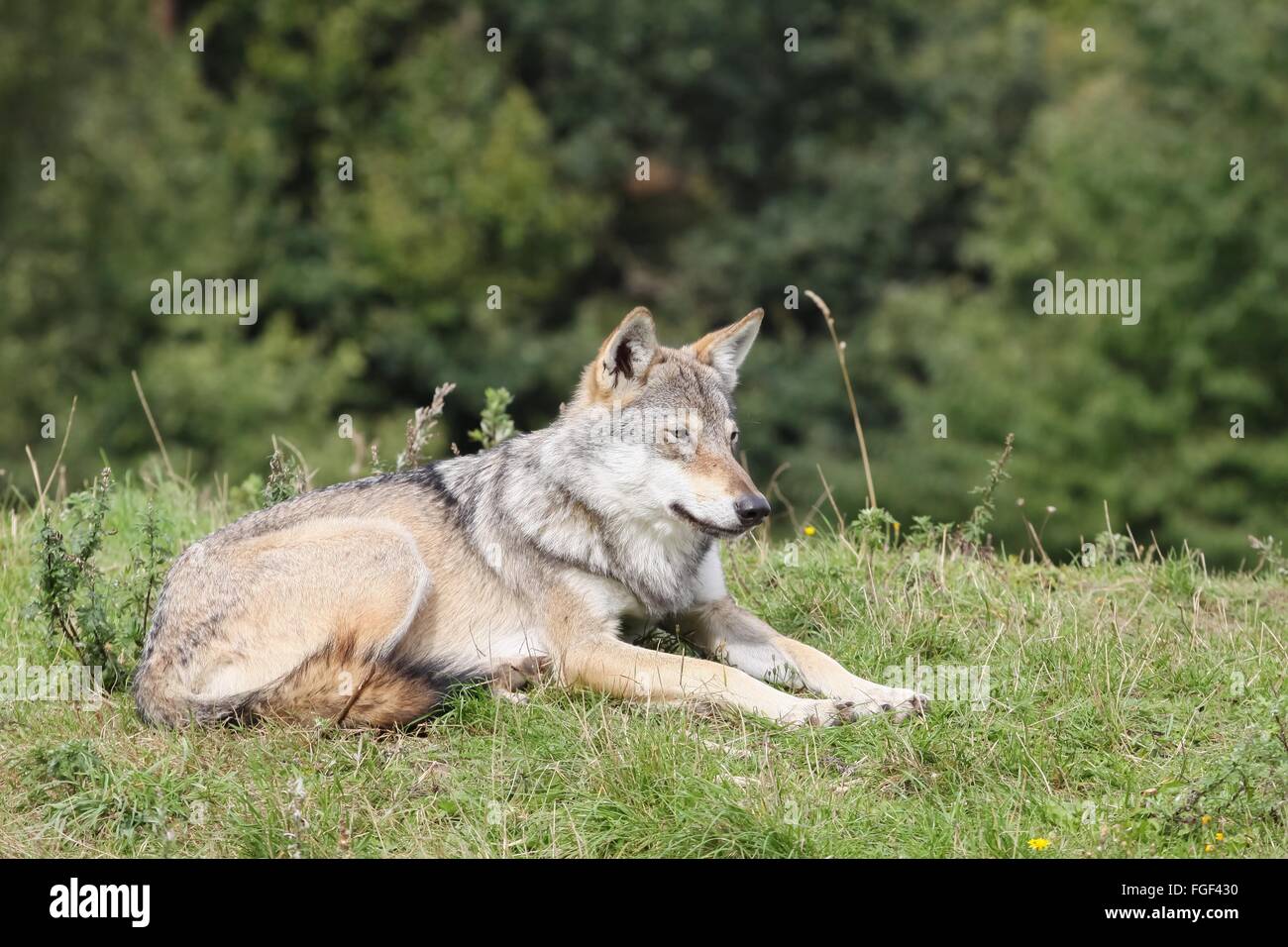Wolf in der Natur Stockfoto