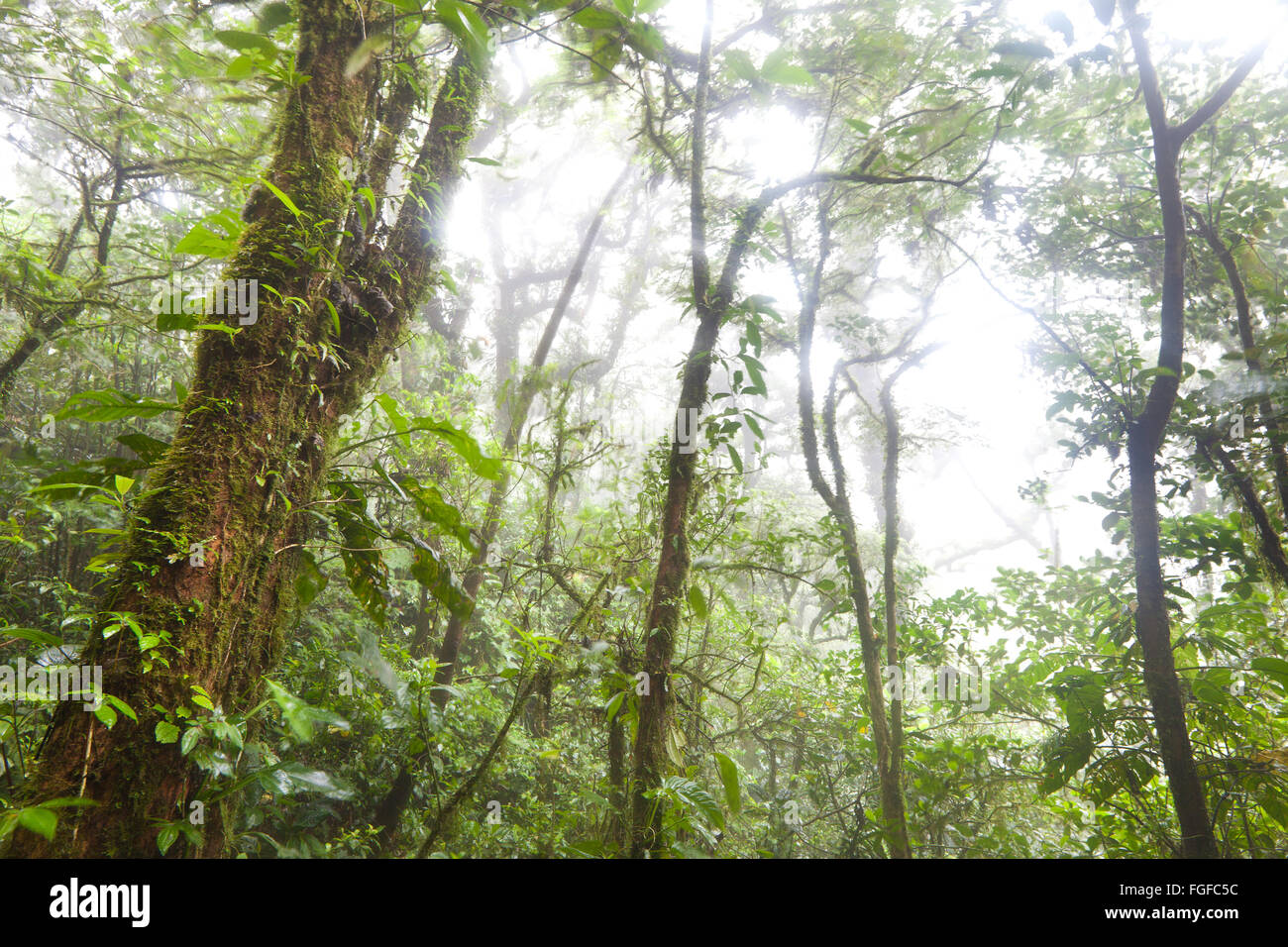 Neblig und nass Cloud Forest am Cerro Gaital Naturdenkmal, El Valle de Anton, Cordillera Central, Provinz Cocle, Republik Panama. Stockfoto