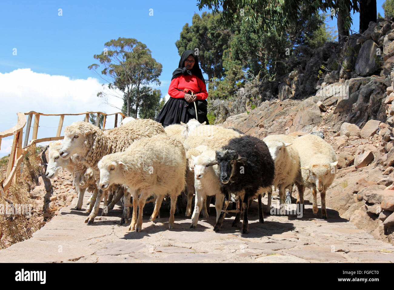 Ältere Taquilenos Frau hüten Schafe Stockfoto