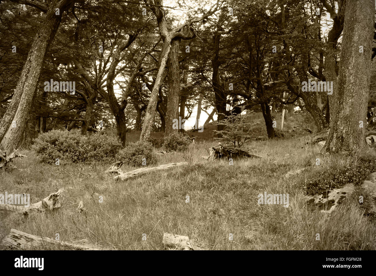 Patagonischen Regenwald im Sepia-Ton. Süd-Amerika. Horizontale Stockfoto