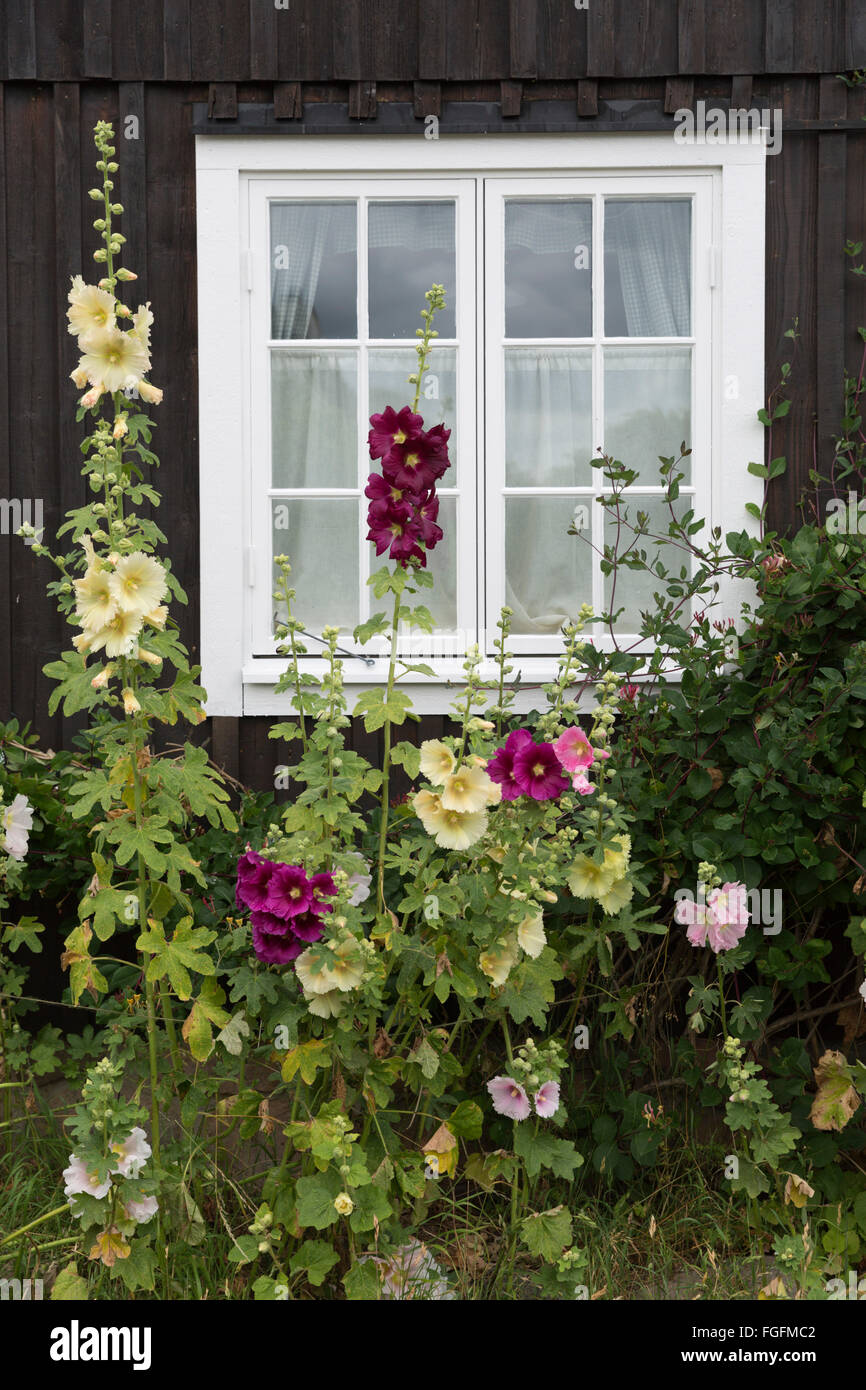 Ferienhaus-Fenster mit Stockrosen, Arild, Kulla-Halbinsel, Skåne (Scania), Südschweden, Schweden, Skandinavien, Europa Stockfoto