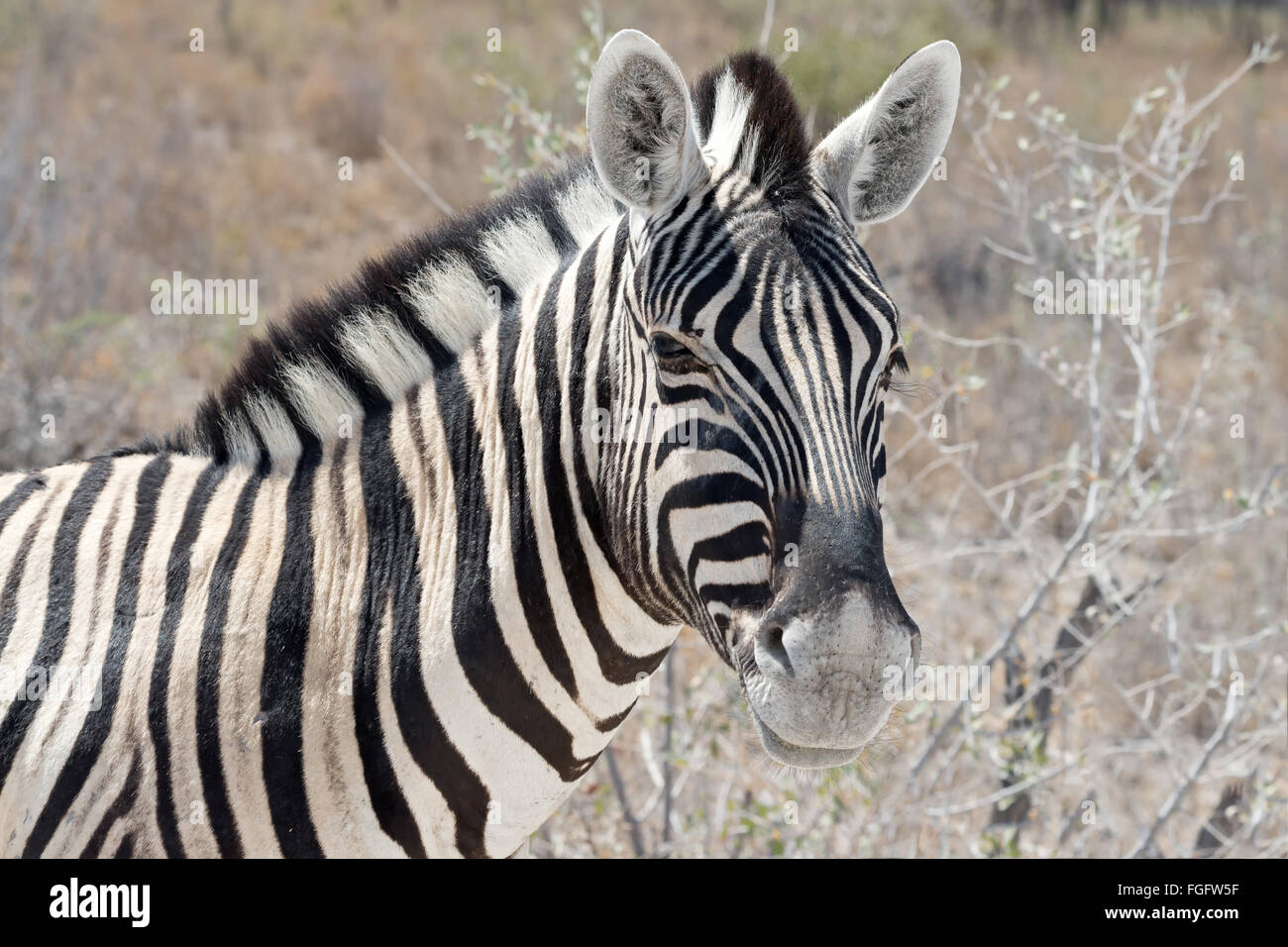 Kopf und Hals eine Burchell-Zebra (Equus Quagga Burchellii) in seiner natürlichen Umgebung im Etosha Nationalpark, Namibia. Stockfoto