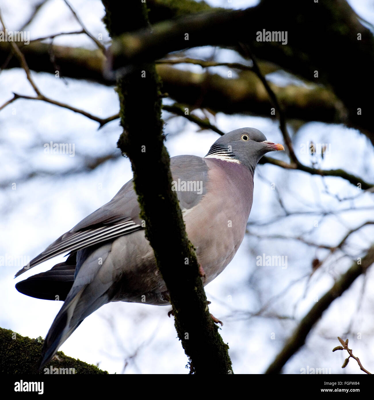 Ringeltaube im Wald Stockfoto