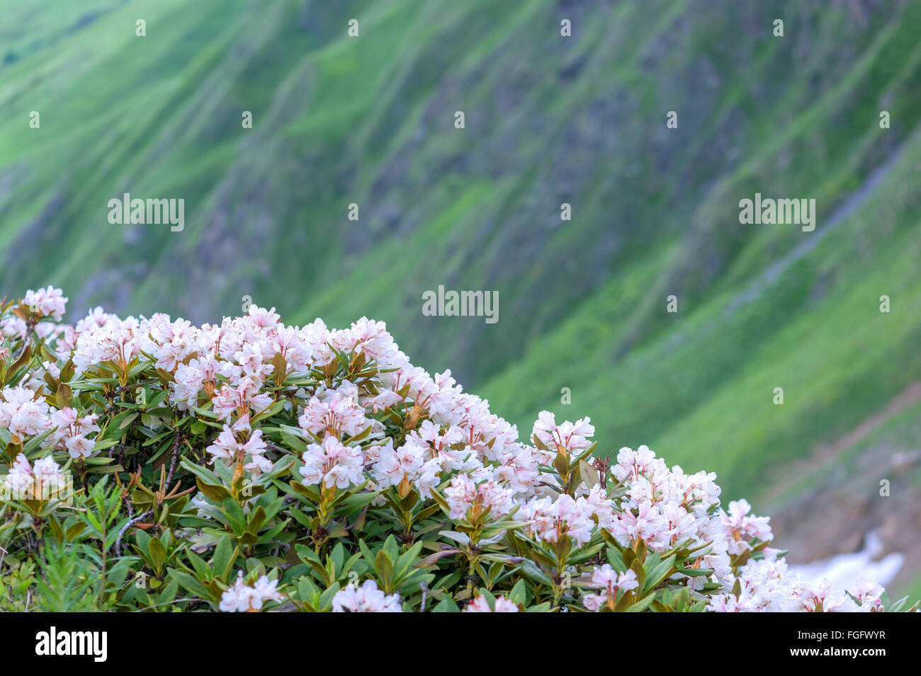 Kaukasus rhododendron -Fotos und -Bildmaterial in hoher Auflsung  Alamy