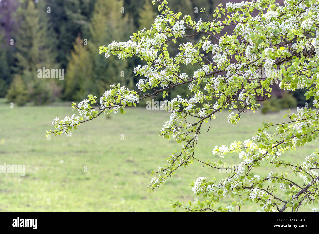 weiße Kirsche Blumen im Frühling Stockfoto