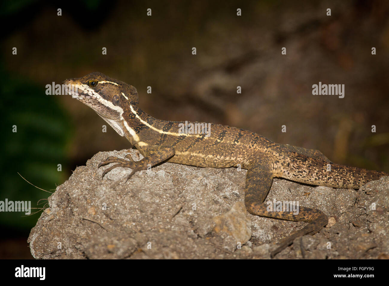 Gemeinsame Basilisk (Jesus Christ Lizard) in Coiba-Nationalpark, Pazifik, Panama. Stockfoto