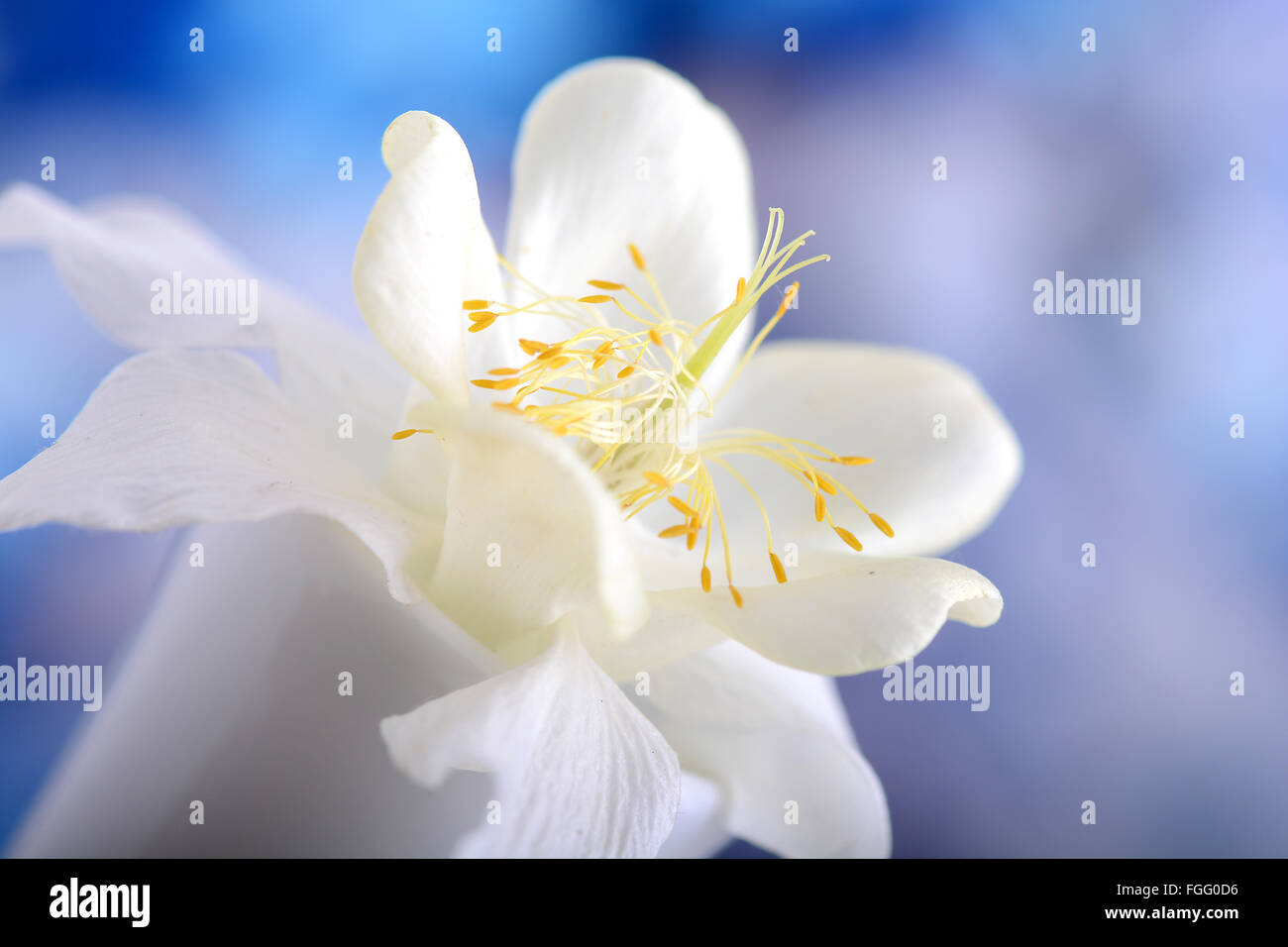 lila Blüten Nahaufnahme auf blauem Hintergrund Stockfoto