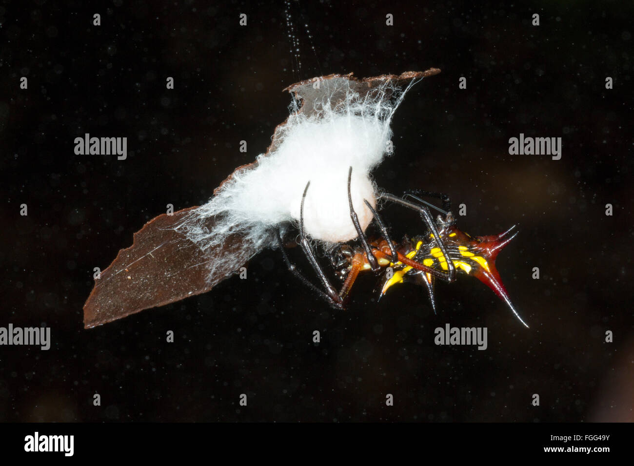 Stachelige Spinne (Micranthena SP.) wickeln ihren Eiern in einem seidenen Nest auf einem Blatt im Unterwuchs Regenwald in Ecuador ausgesetzt Stockfoto