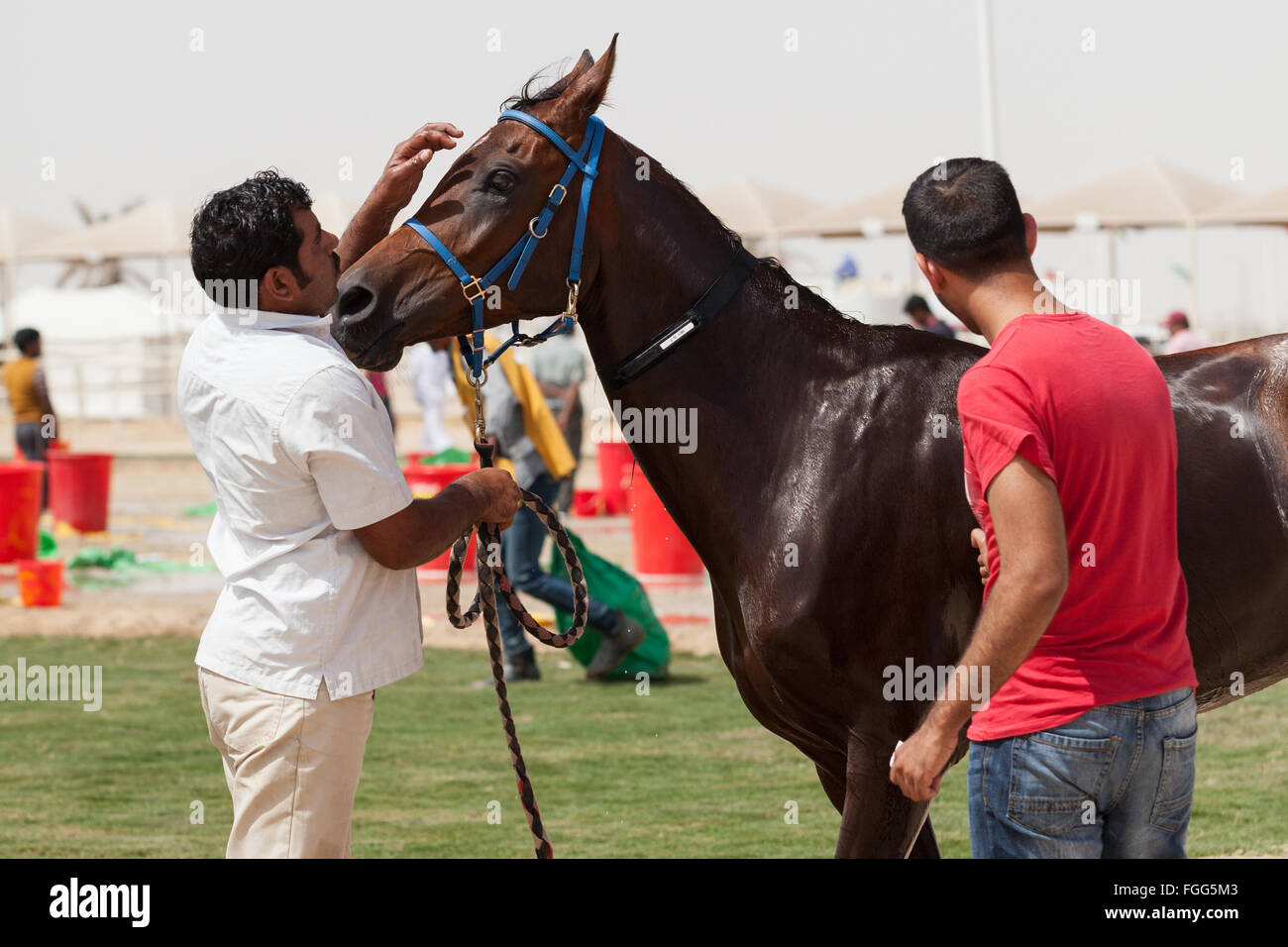 Pferd wird von Bräutigam zwischen Phasen der Langstreckenrennen, besucht. Stockfoto