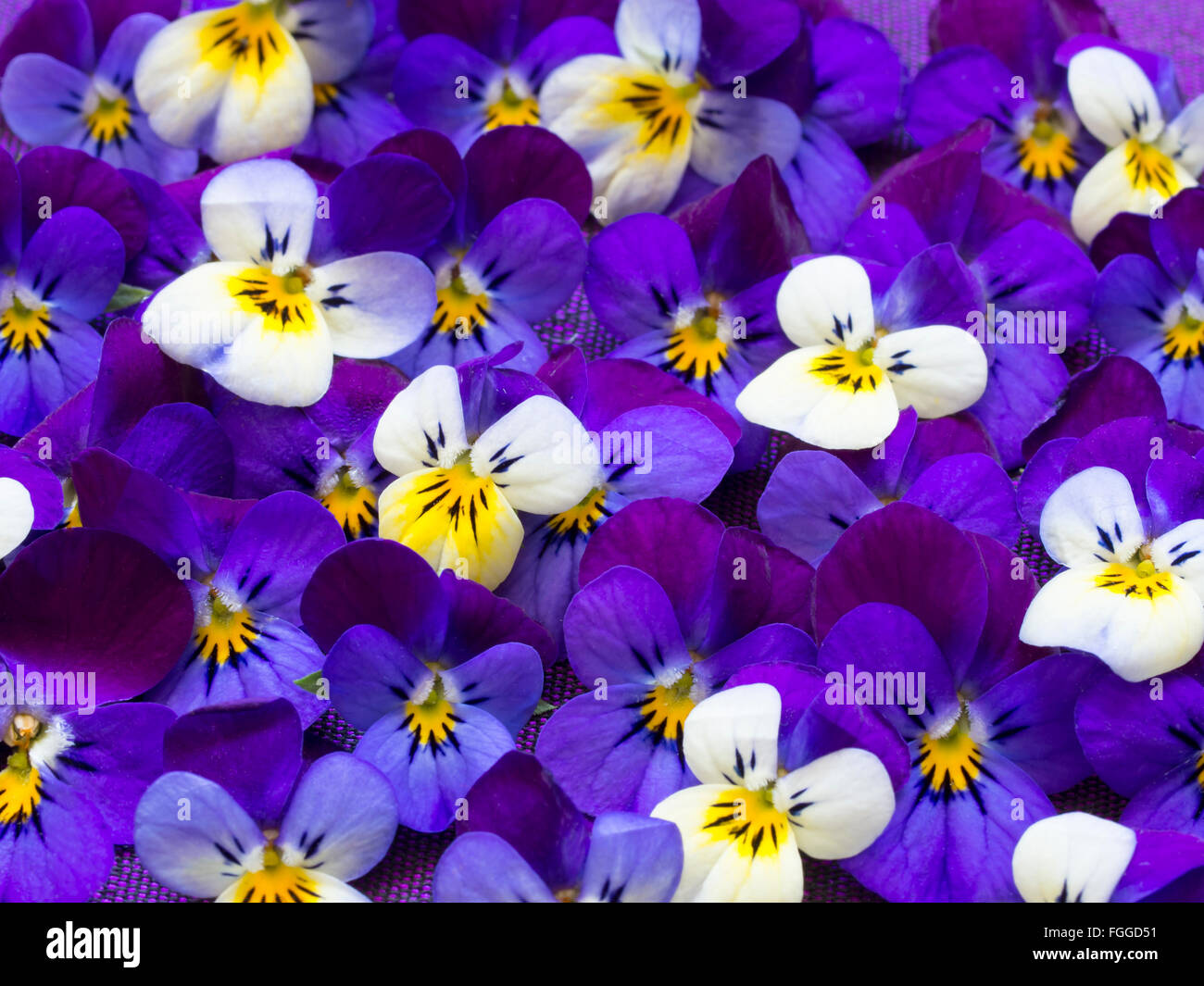 wilden Veilchen Hintergrund Stockfoto