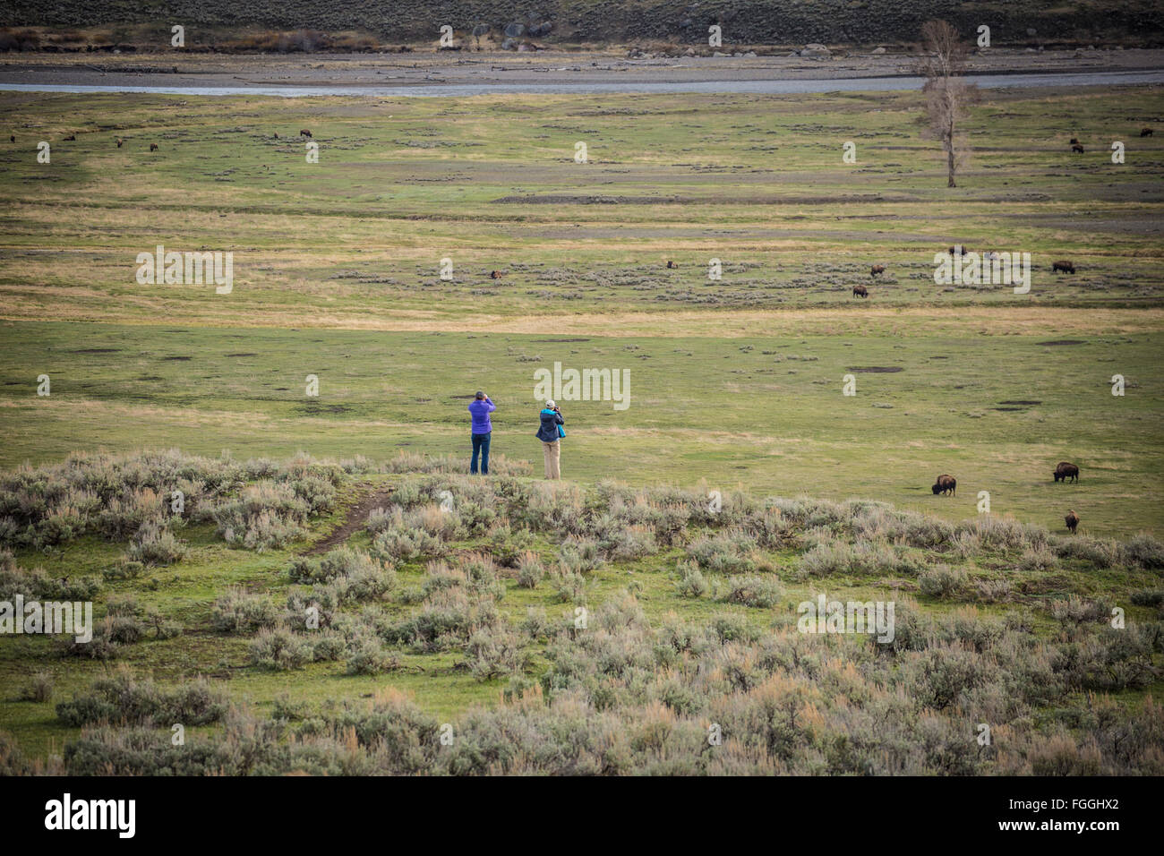 Zwei Frauen vor Ort Bison von der Spitze eines Hügels auf einer Straße Reise in Montana. Stockfoto