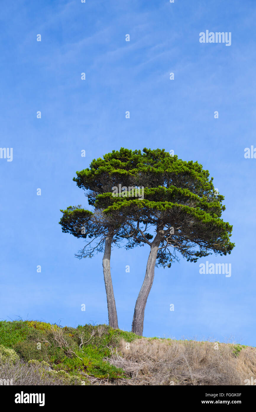 Textfreiraum arbeitete in dieser Natur-Landschaft-Farbbild ein grüner Baum und blauer Himmel. Stockfoto