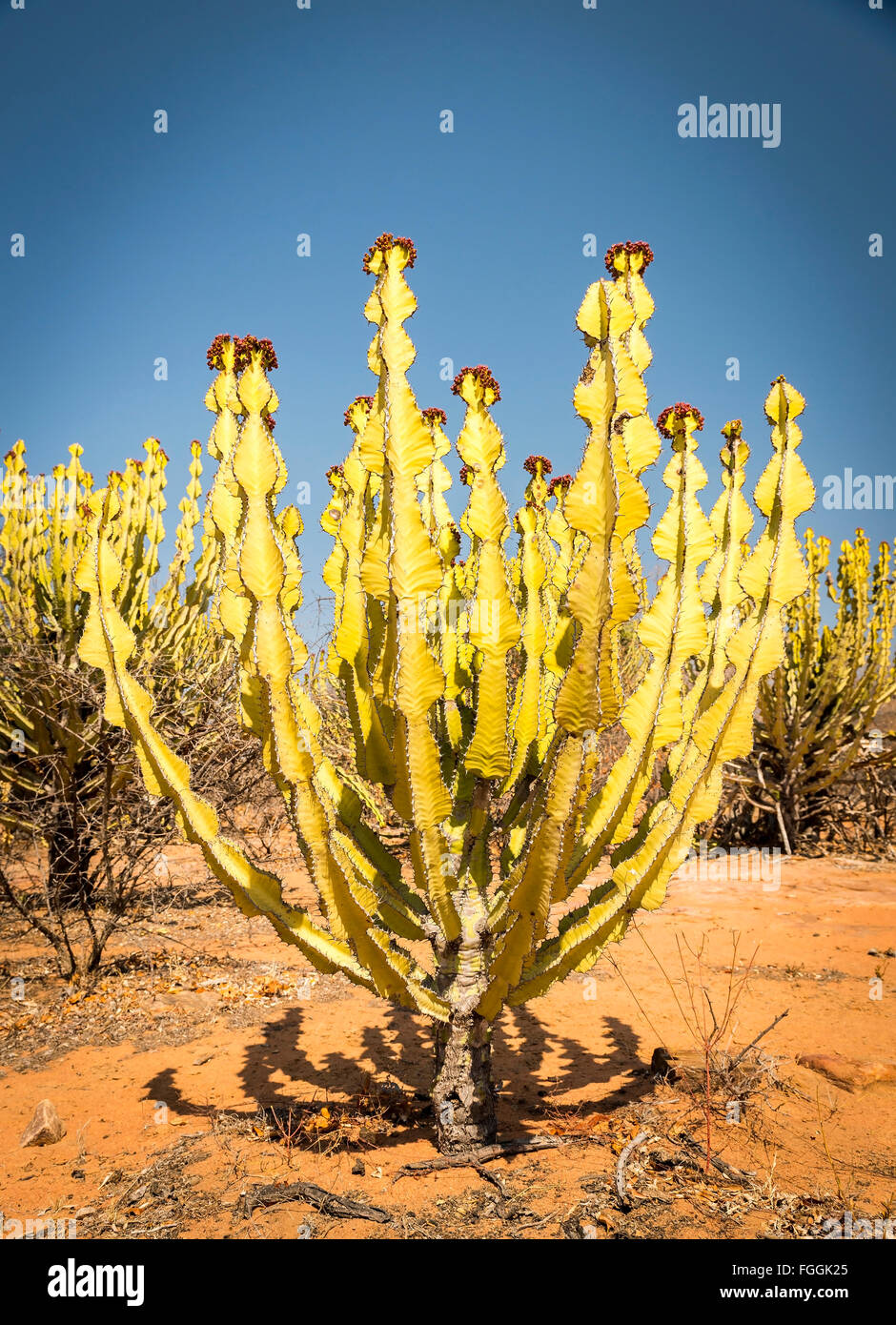 Wste Kaktus (Euphorbia Ingels) bekannt als Kerzenleuchter Baum Kaktus in  lndlichen Botswana, Afrika Stockfotografie - Alamy