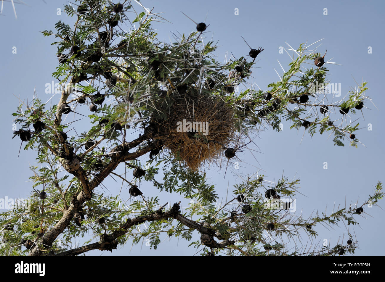 Vogelnest in Pfeifen Dorn Akazie Stockfoto