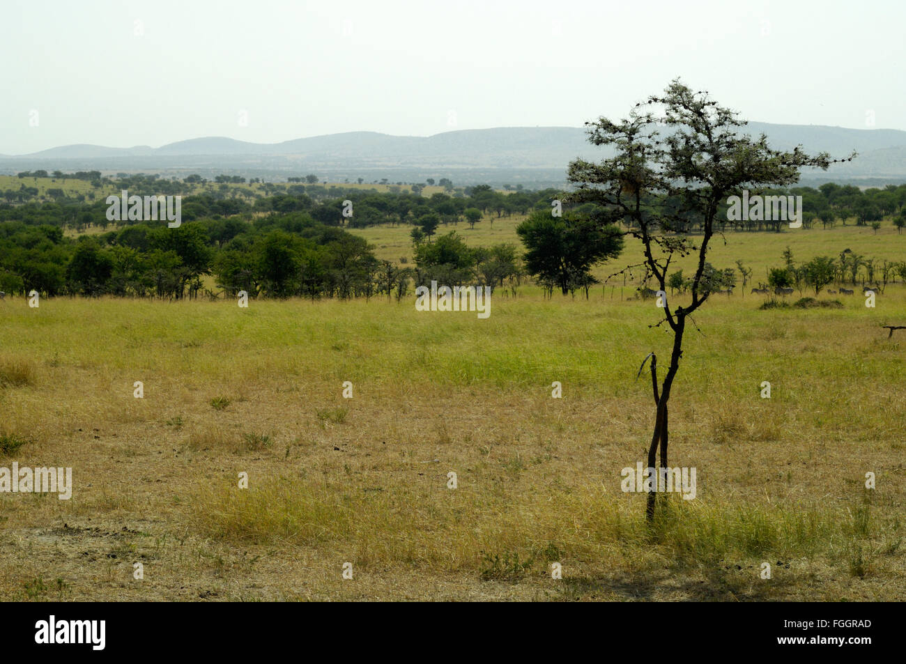 Pfeifen Dorn Akazie im Serengeti-Landschaft Stockfoto