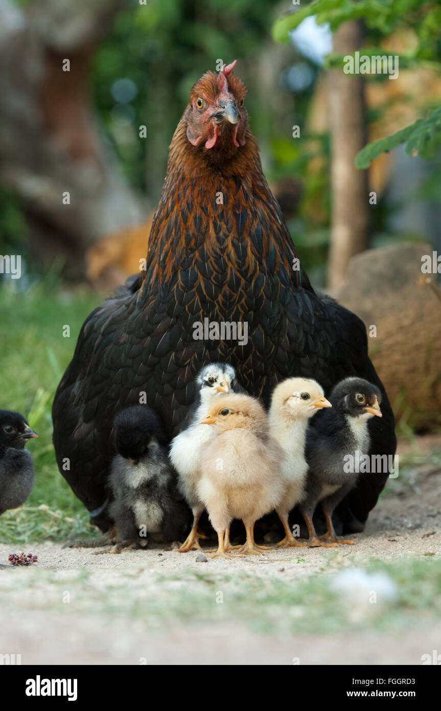 Glucke mit jungen Küken unter ihr versteckt. Uganda. Stockfoto