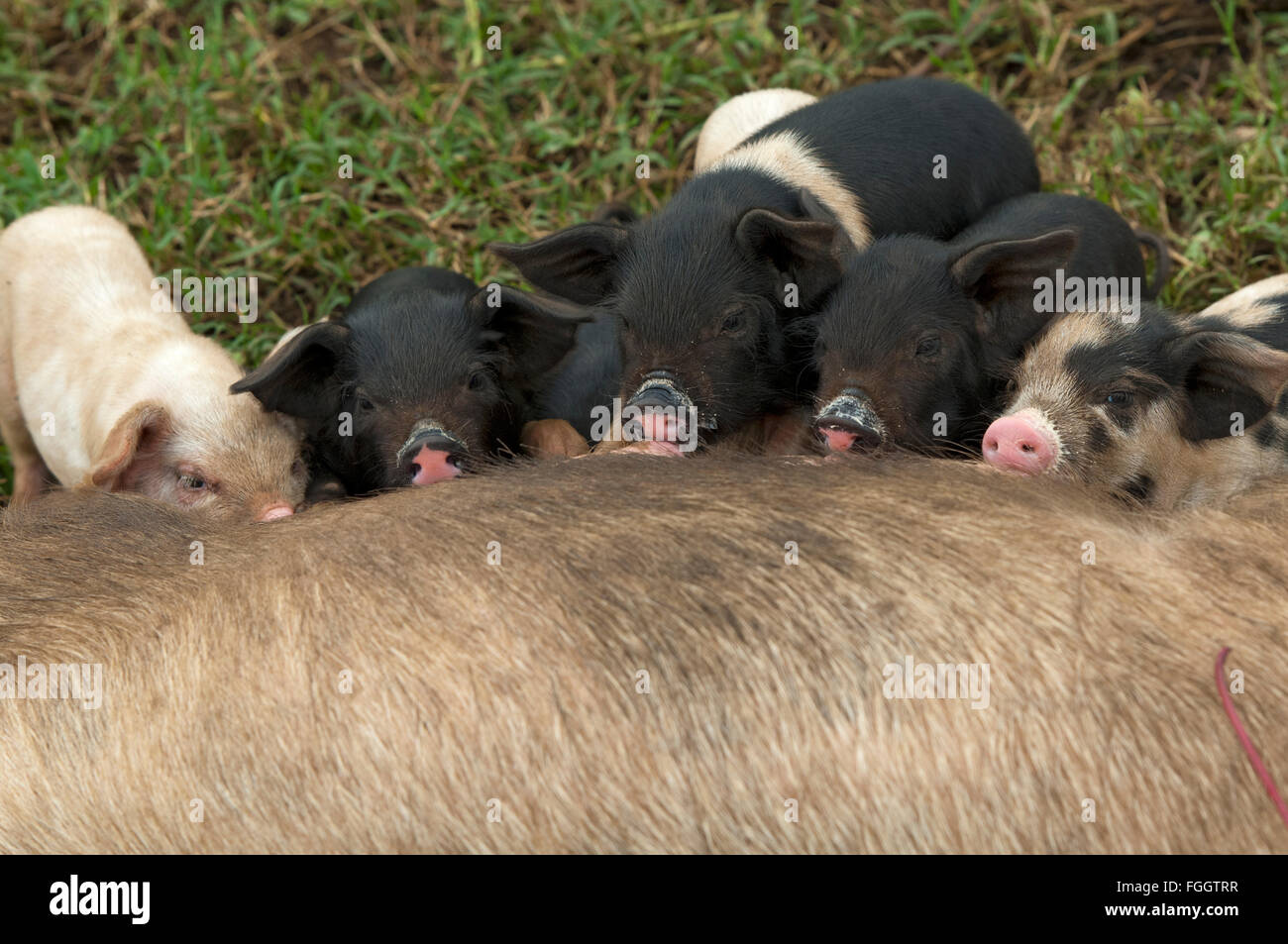 Sauen lassen die Ferkel säugen, Milch. Uganda. Stockfoto