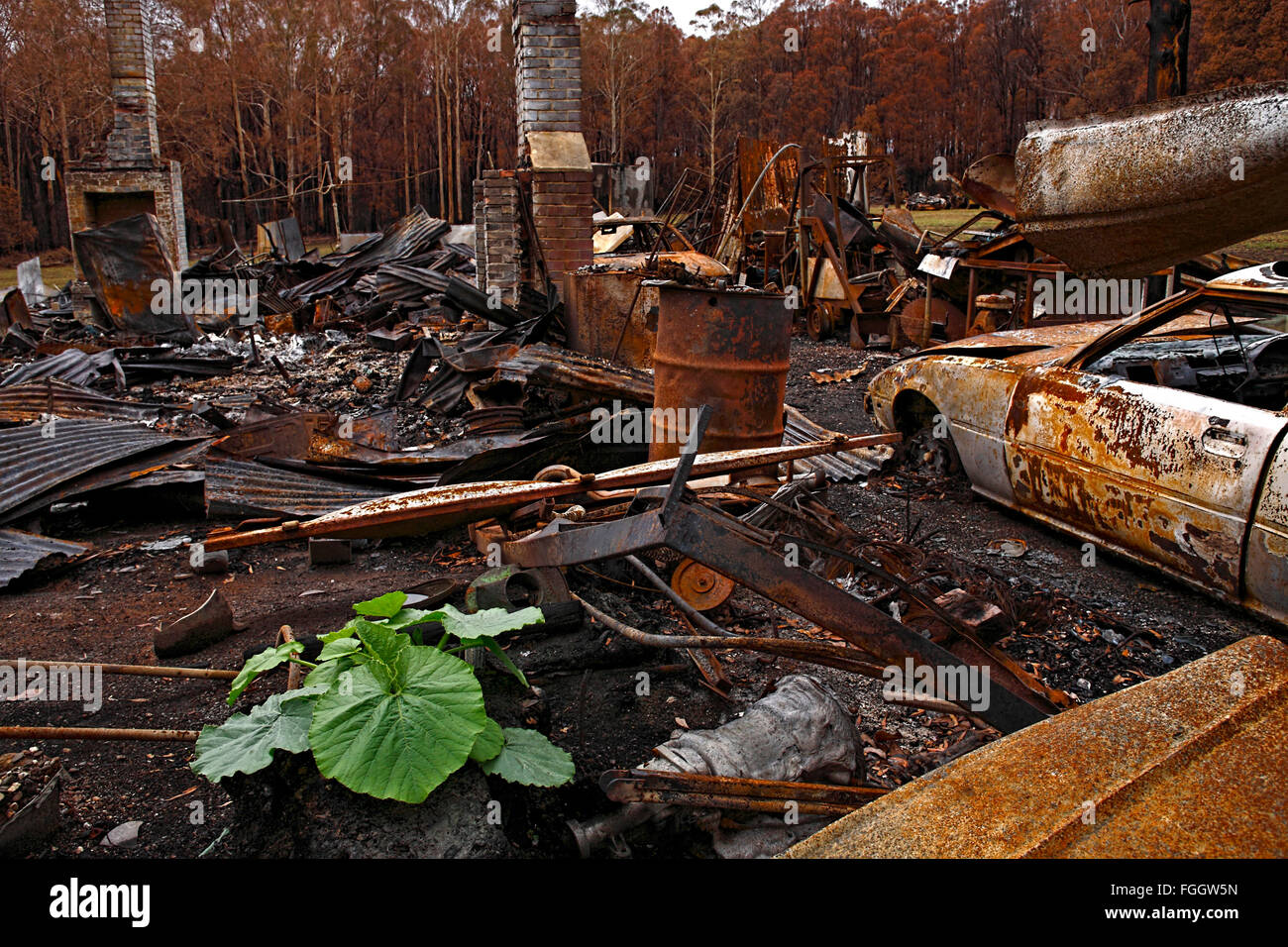 Australische bush Brandschaden, australische Bush fire Nachwirkungen, Post australische Bush Feuer, Stockfoto