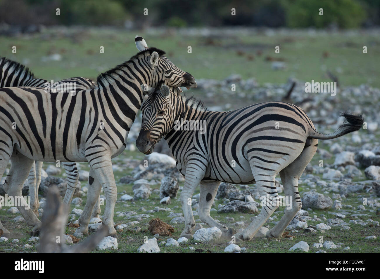 Zebra, zwei Tiere sparring Stockfoto