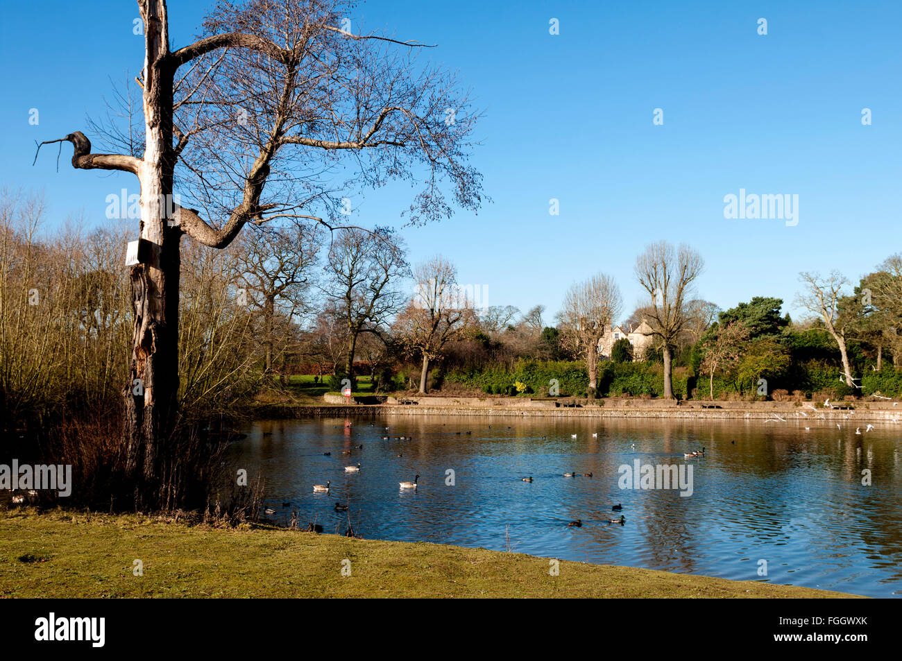 Die Fisch-Teich, Pype Hayes Park, Birmingham, West Midlands, England, UK Stockfoto