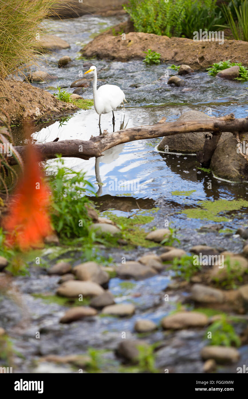 Weißer Vogel, allgemein bekannt als ein Igrit zu Fuß in das Wasser. Stockfoto