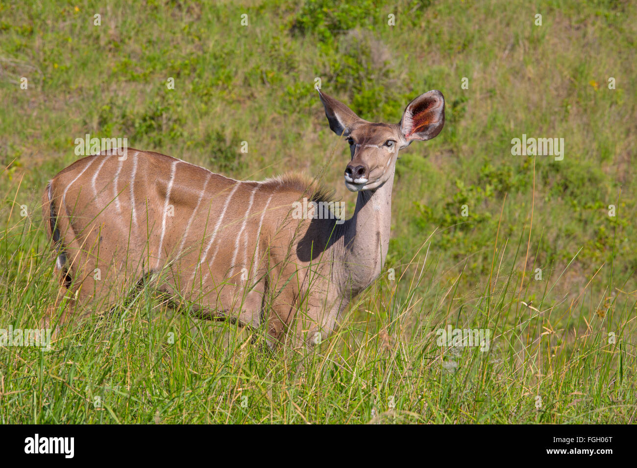 Weibliche große Kudu Tragelaphus Strepsiceros Fütterung Stockfoto