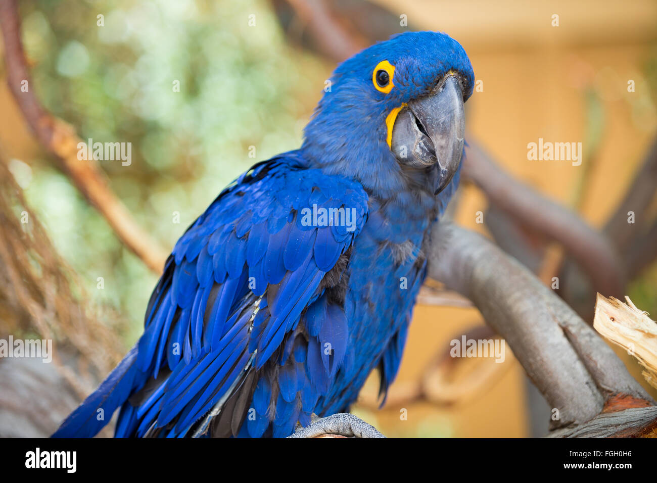 Blaue Papagei Vogel kauen auf den Fuß in einem Tierheim in Kalifornien. Stockfoto