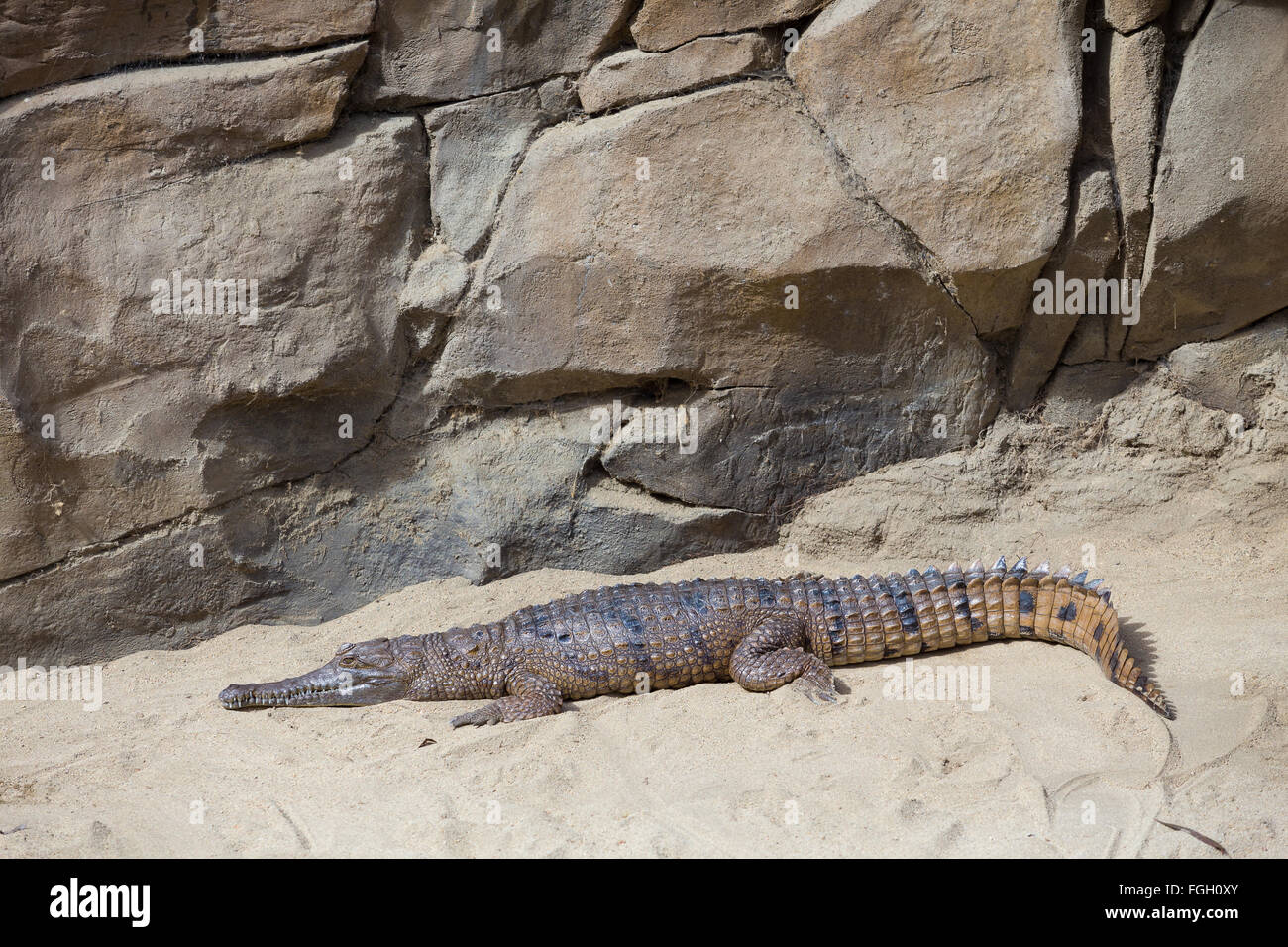 Krokodil ruhen auf einem Tier Reptil-Heiligtum in Kalifornien. Stockfoto