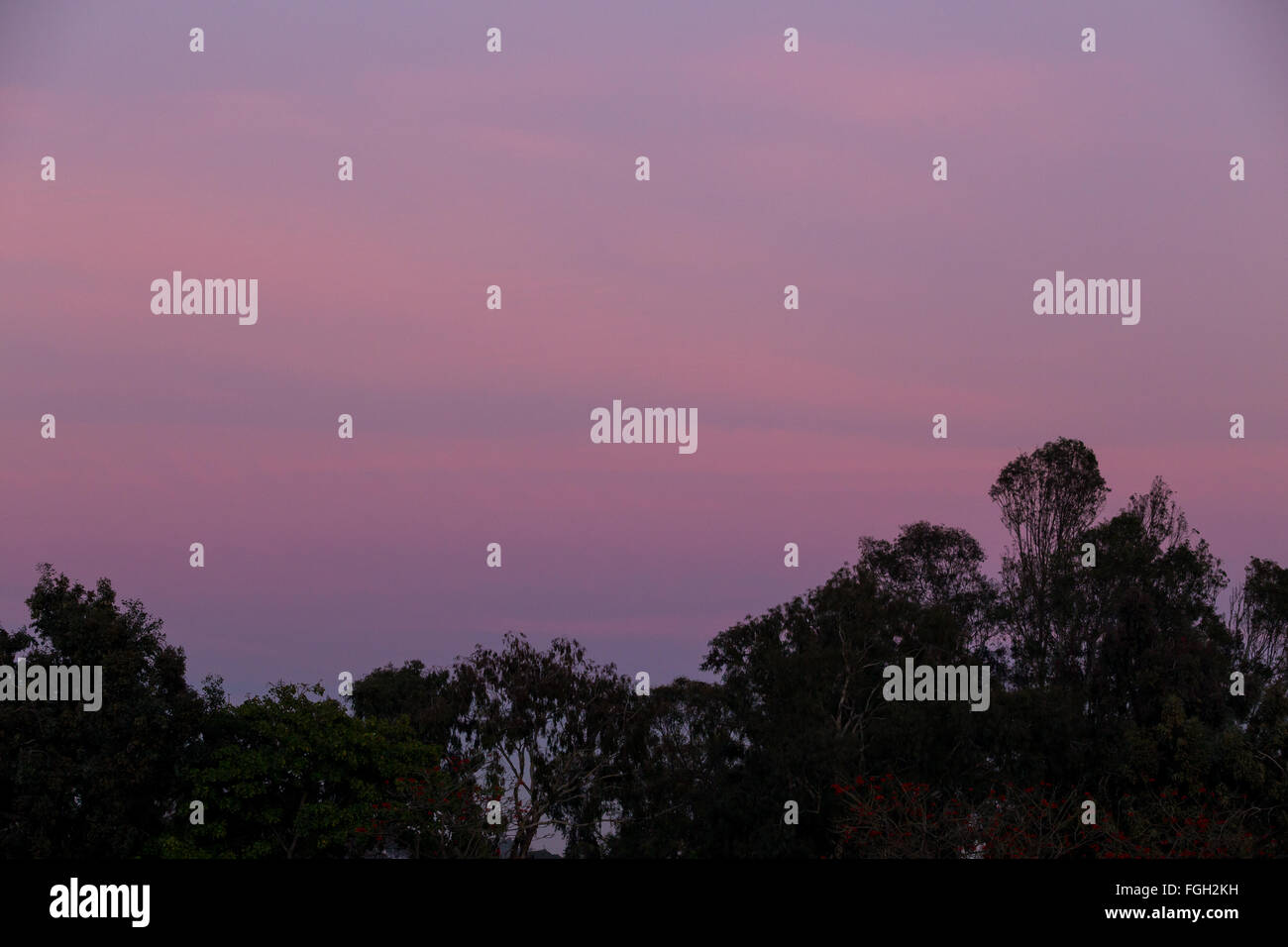 Bäume und Himmel bei Sonnenauf- oder Sonnenuntergang in San Diego Kalifornien. Stockfoto