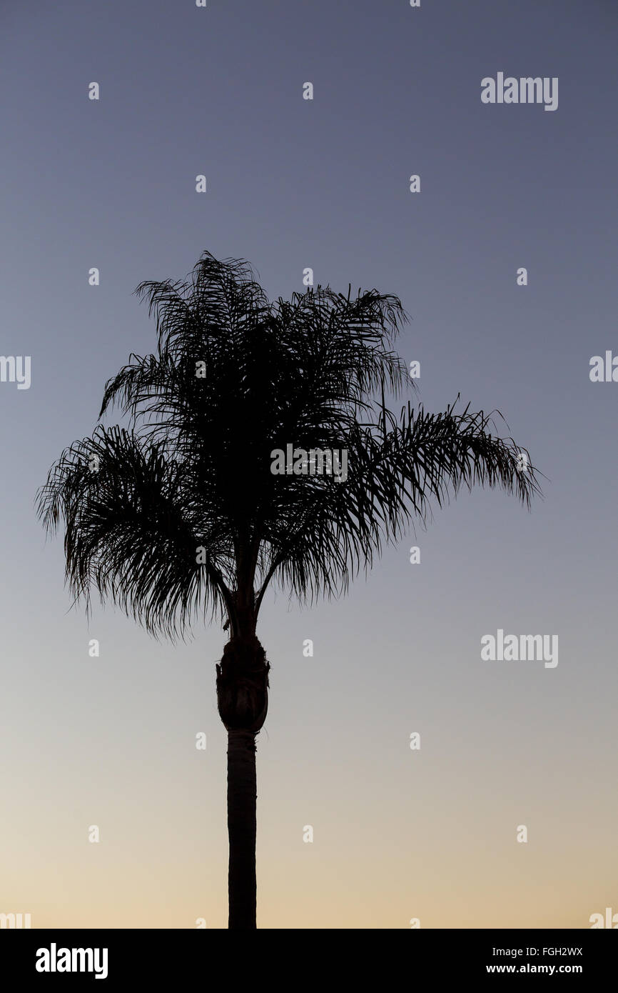 Bäume und Himmel bei Sonnenauf- oder Sonnenuntergang in San Diego Kalifornien. Stockfoto